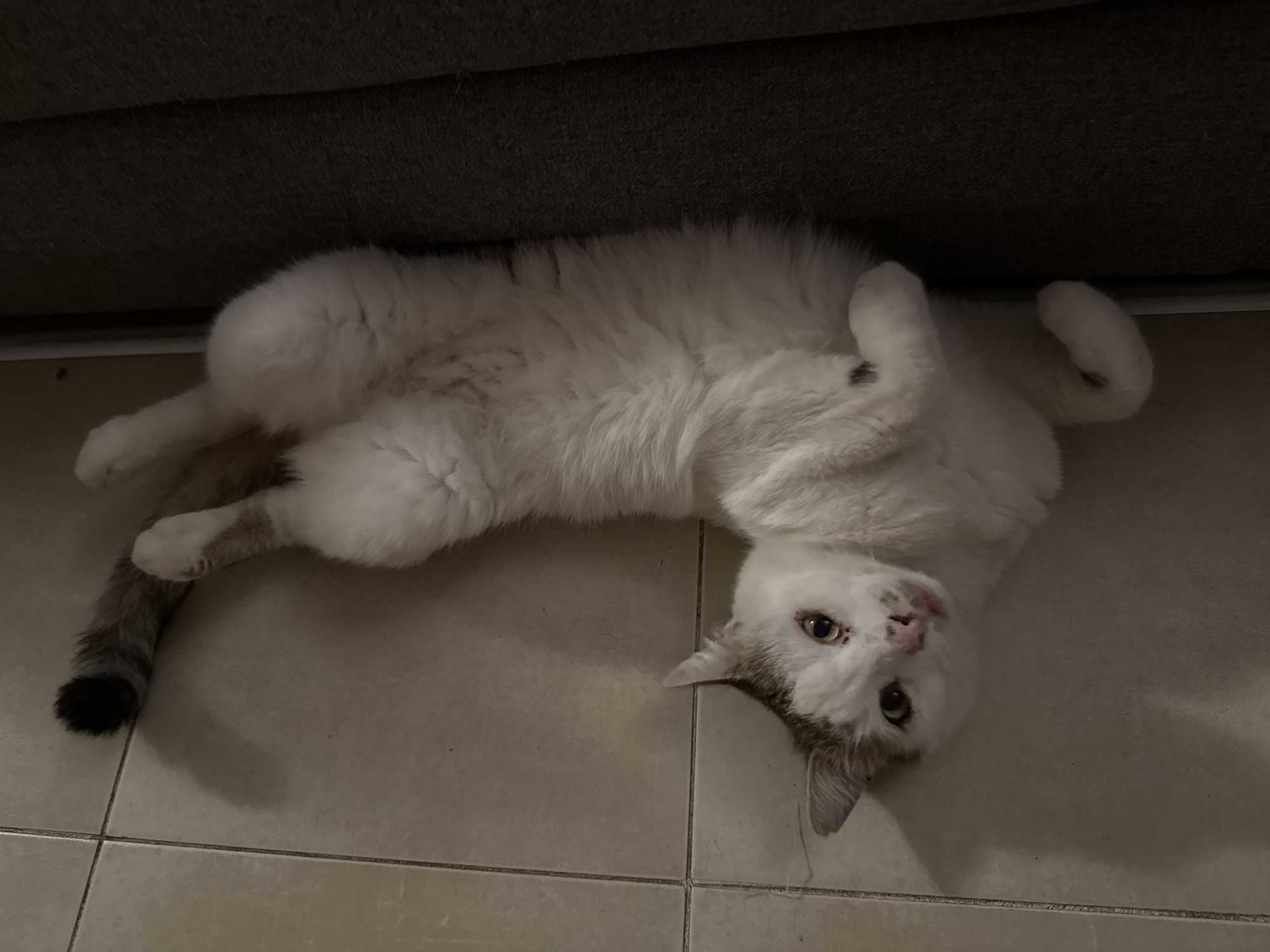 An indoor scene in Busmantsi, Bulgaria, features a white domestic cat lying on its back on a light-colored tiled floor. The cat has distinct brown and grey markings on its head, particularly around its ears and above its right eye, and a tail with a dark grey tip. Its belly, covered in thick white fur, is exposed. The cat's head is turned towards the viewer, with its eyes open and a yellowish-green hue, directly engaging the camera. Its mouth is slightly open, revealing a small pink tongue, and dark spots are present on its pink nose and upper lip. Its paws are curled inward. The floor consists of light beige or cream-colored square tiles with darker grout lines. To the right of the cat, a dark grey, textured fabric surface, resembling upholstery, runs vertically, bordering the tiled area. Shadows are cast on the tiled floor to the left of the cat.