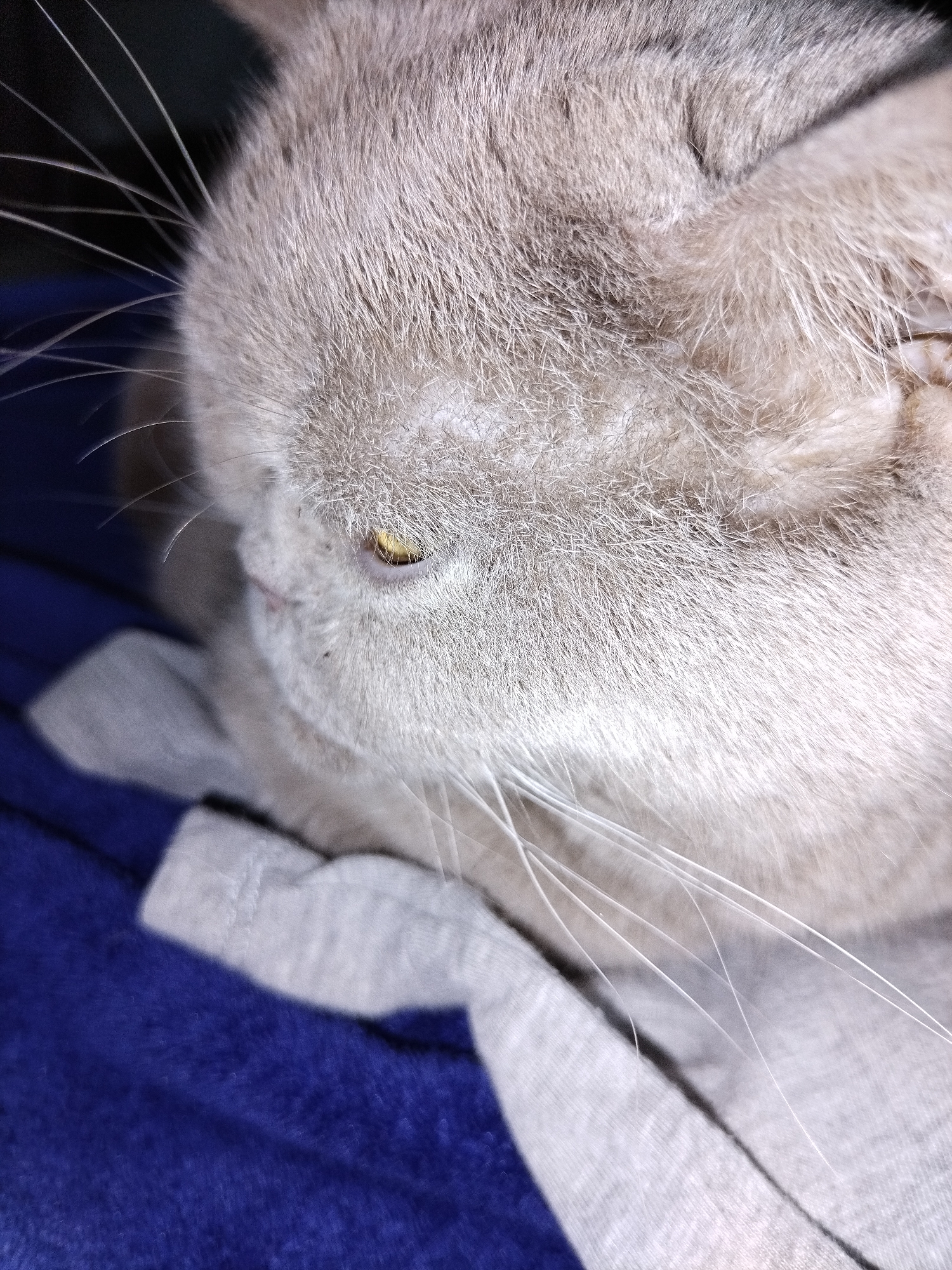 The media file is a close-up, low-angle photograph of a light-colored cat's face, with its eye visible. The cat appears to be resting on a blue and gray fabric, possibly a blanket or clothing. The focus is on the cat's fur, which is soft and fluffy, and its delicate whiskers. The cat's eye is open and has a yellow iris. The lighting suggests it is indoors, and the overall mood is calm and peaceful, indicating the cat is likely relaxed. There is no visible text in the image. The image is a portrait of the cat, highlighting its features and the texture of its fur.