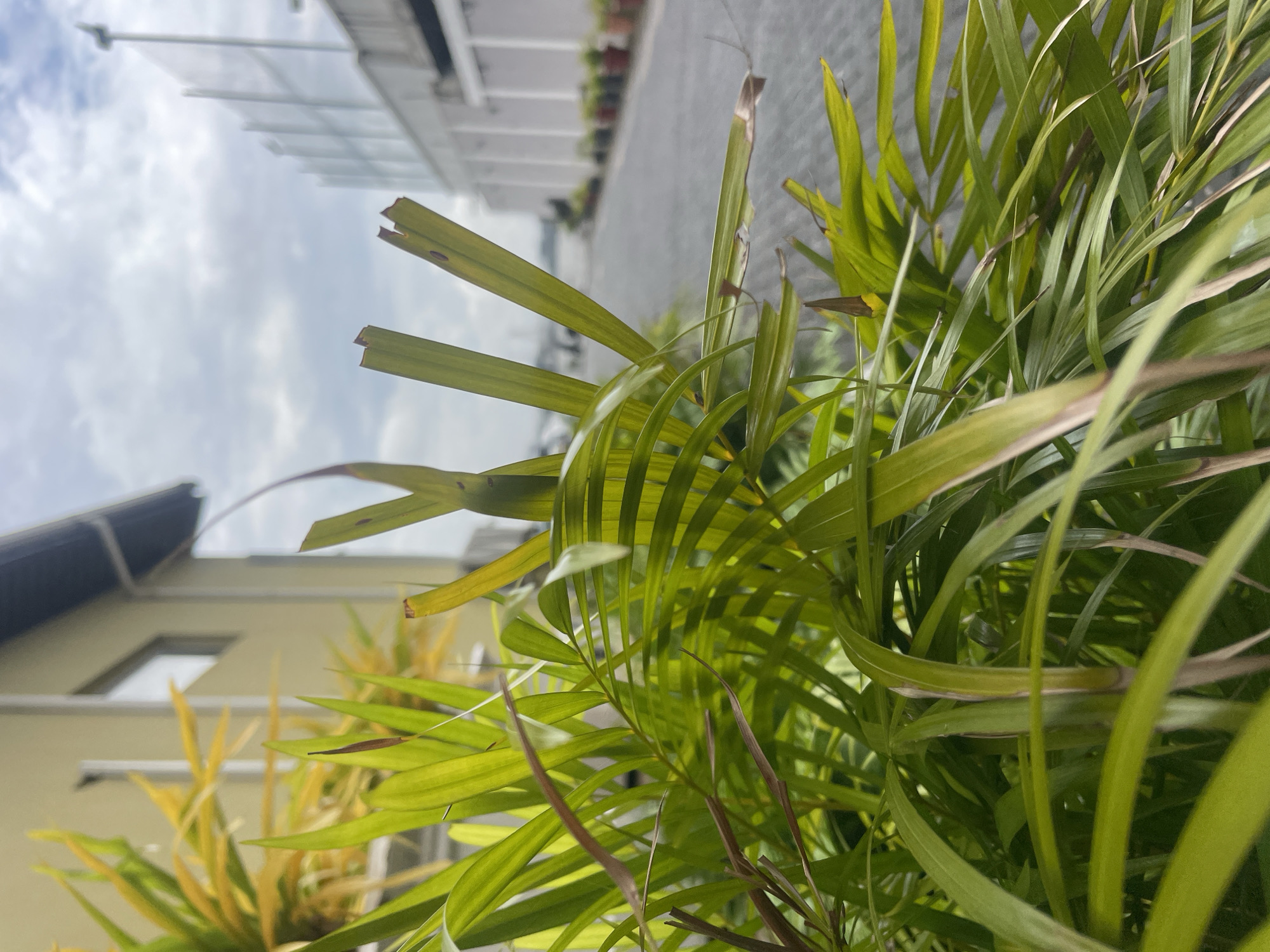 An outdoor, eye-level, medium shot focuses on a cluster of green palm fronds in the foreground. The fronds are lush and vibrantly green, with some tips appearing yellow and brown. The background is blurred, showing a paved walkway leading to a body of water under a cloudy sky. To the left, a pale yellow building with dark trim and a window is visible. To the right, a white fence extends into the distance, with several potted plants lining the walkway. The scene appears to be in Moba, Nigeria, possibly near a waterfront or resort. There are no people or animals present in the image.