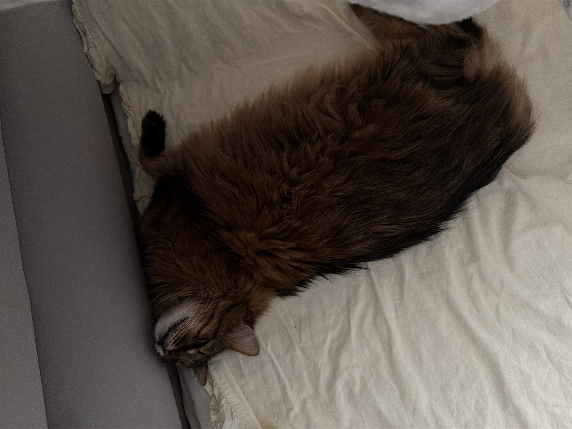An overhead shot shows a long-haired brown cat sleeping on its back on a light-colored wrinkled bedspread. The cat is positioned diagonally on the bed, with its head resting against a light gray headboard or wall. The cat's eyes are closed, and its mouth is slightly open. Its paws are extended, and its belly is exposed. The fur is long and appears to be a mix of brown, black, and reddish hues. The environment is a bedroom. The location is not specified in the image.