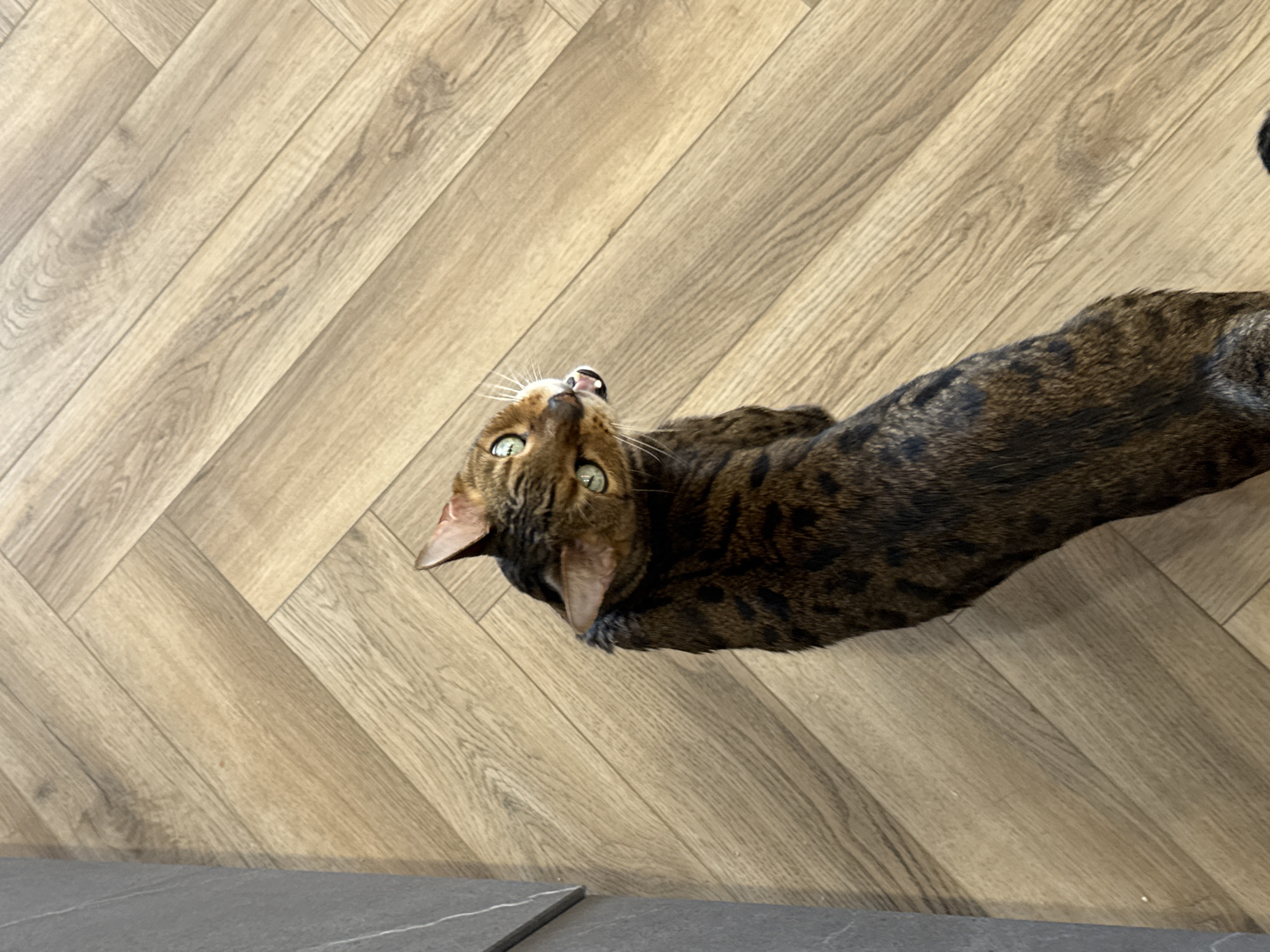 A top-down, medium shot captures a Bengal cat against a backdrop of diagonally patterned, light brown wood flooring and a small section of dark gray tile. The cat is positioned with its head towards the left side of the image, looking upwards with visible green eyes and partially exposed teeth. The rest of its body stretches toward the right, showcasing its spotted and striped coat. The lighting is bright, enhancing the texture of both the cat's fur and the wood flooring. The location is indoors, in an unknown city.