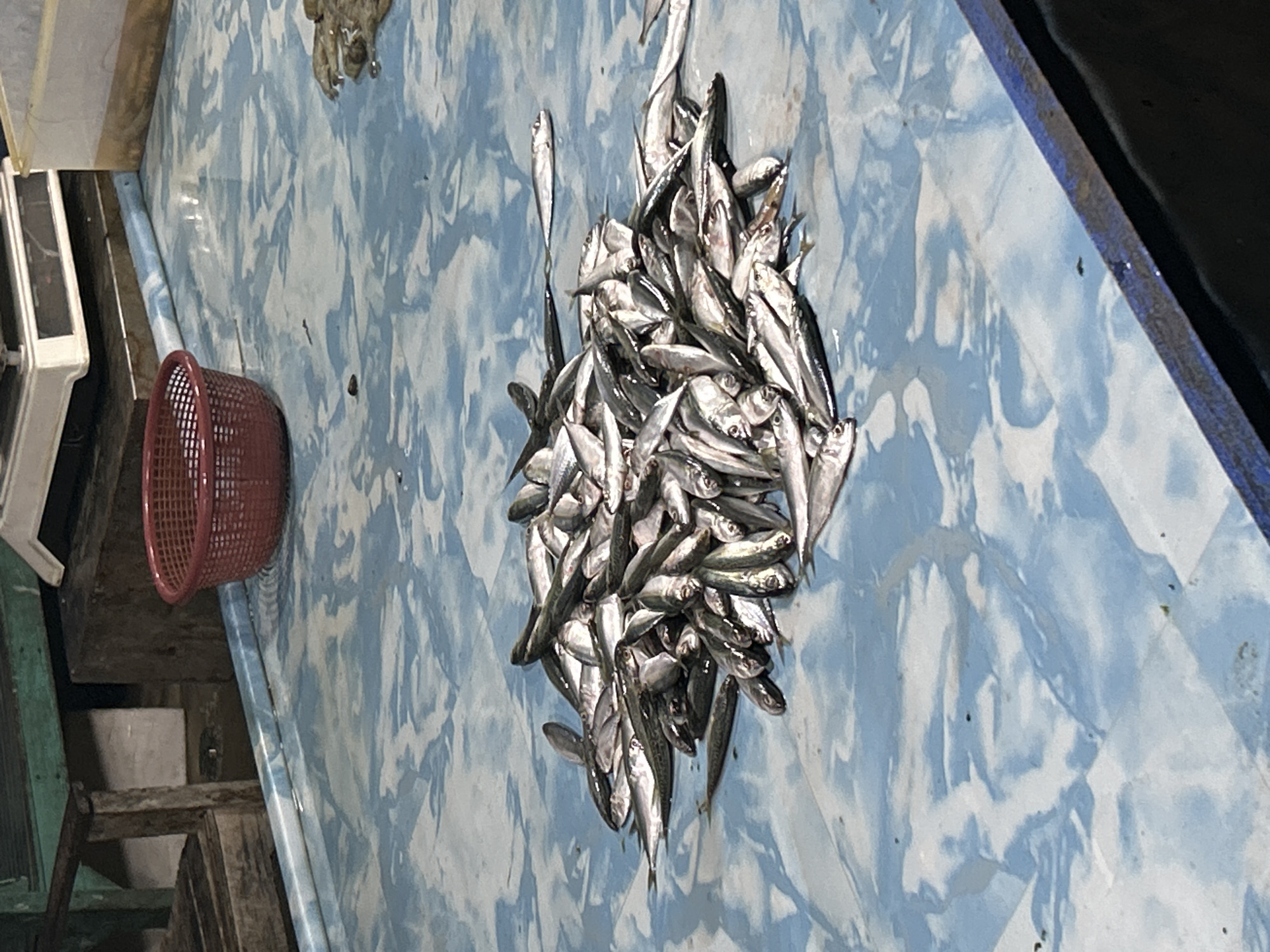 The image displays a large quantity of small, silvery fish piled on a wet, light blue surface with a marbled or wavy pattern, located within the city of Lhokseumawe, Indonesia. The majority of the fish are concentrated in a mound in the center-right of the frame, with several individual fish scattered around the perimeter. The blue surface is visibly damp, indicating the presence of water. A red plastic mesh basket is positioned on the upper-left of this blue surface. In the background, a portion of a white electronic weighing scale or similar market equipment is visible on the left, resting on a dark base. Adjacent to it are various utilitarian structures, including wooden elements with a green painted section and what appears to be a light-colored wall or partition. On the far right of the background, a translucent container holding a brownish substance is partially visible. No individuals are present in the scene. The overall environment suggests a commercial setting, likely a fish market or a fish preparation area.