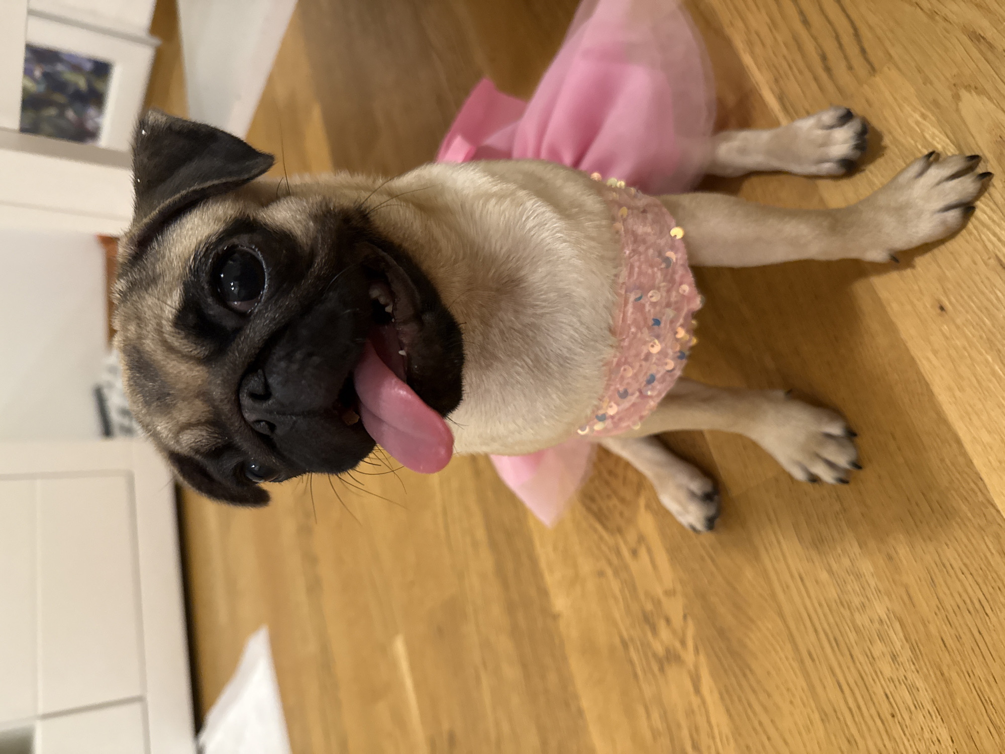 A pug puppy sits on a wooden floor, wearing a pink tutu with sequins. The puppy has its tongue hanging out and is looking at the camera. In the background, there is a white cabinet and a framed picture on the wall. The overall lighting is soft and warm.