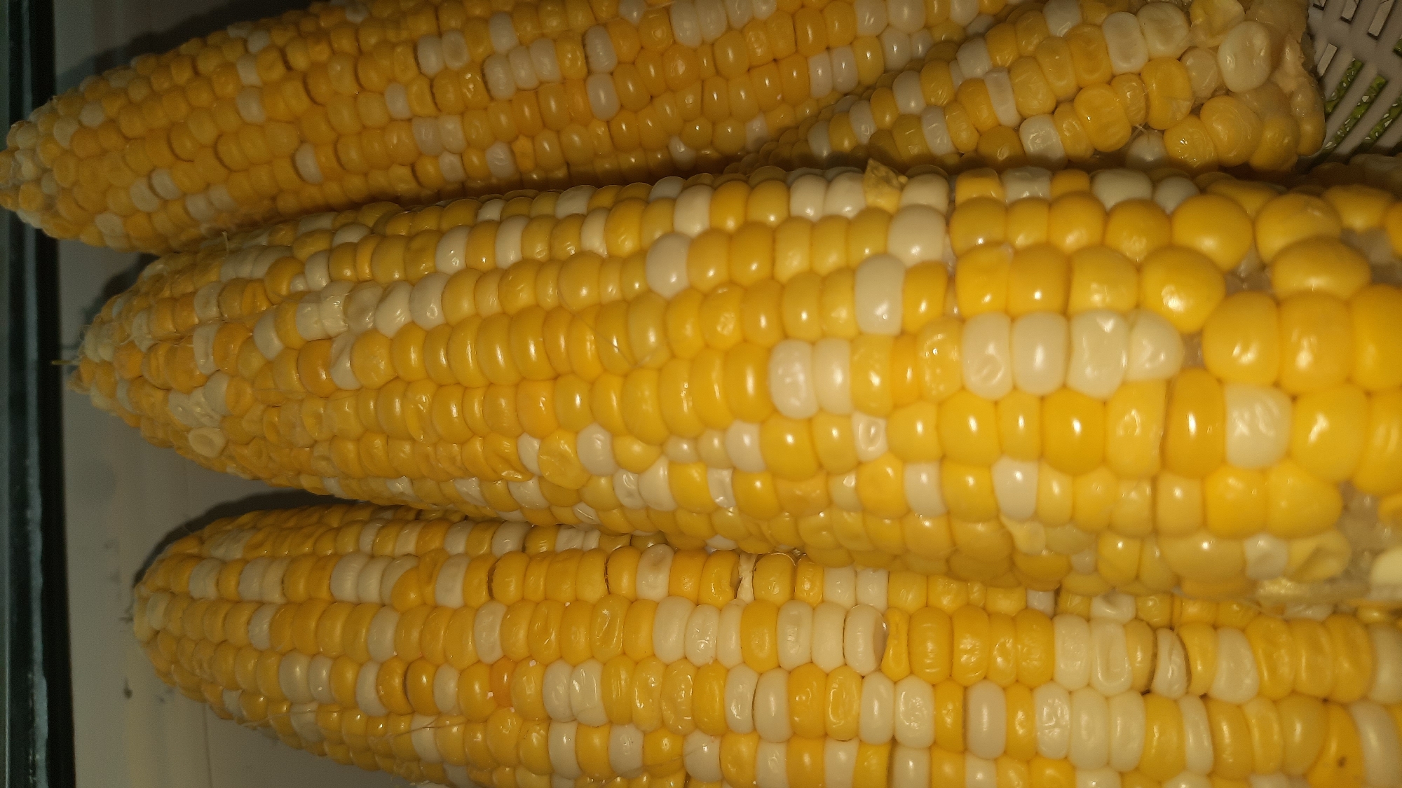 Three ears of corn, likely bi-colored (yellow and white kernels), are positioned vertically in the foreground. The corn is densely packed with visible rows of kernels. The lighting suggests an indoor environment. There is no discernible urban environment, nor any specific landmarks or indications of the city of Shklov, Belarus. The image focuses solely on the corn itself, with a dark background.
