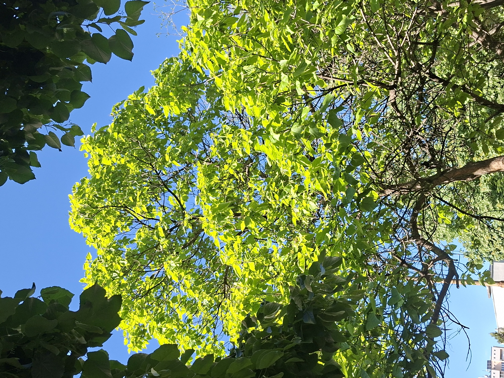 The image is a low-angle shot looking up into a tree canopy against a clear blue sky. The leaves are predominantly green and are illuminated by sunlight. The tree branches are visible, forming a network against the sky. Other trees surround the main tree. The presence of a building in the background hints at an urban location. The location is specified as Galabovo, Bulgaria. No people, actions, or interactions are visible. The environment is bright and sunny, suggesting daytime.