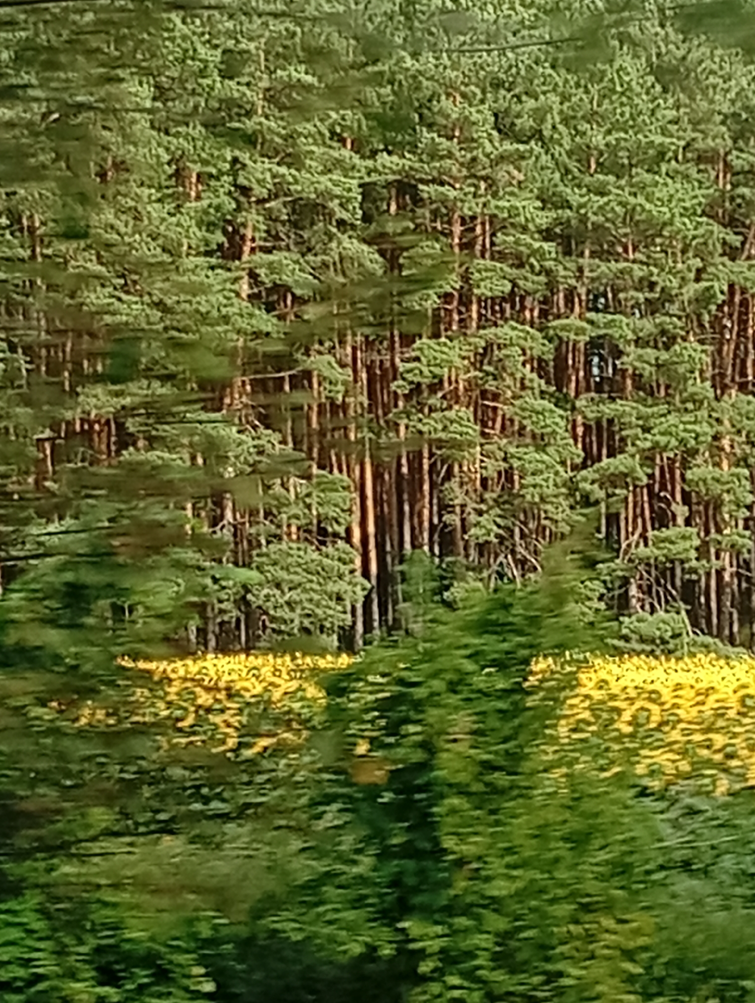 The image displays a dense pine forest in the background. In the foreground, a field of yellow flowers, possibly sunflowers, is visible. The lighting suggests it is daytime, and the presence of trees and flowers indicates an outdoor natural environment. There are no people or visible human activity in the image. The scene is captured from a distance, giving a sense of expansive natural beauty.