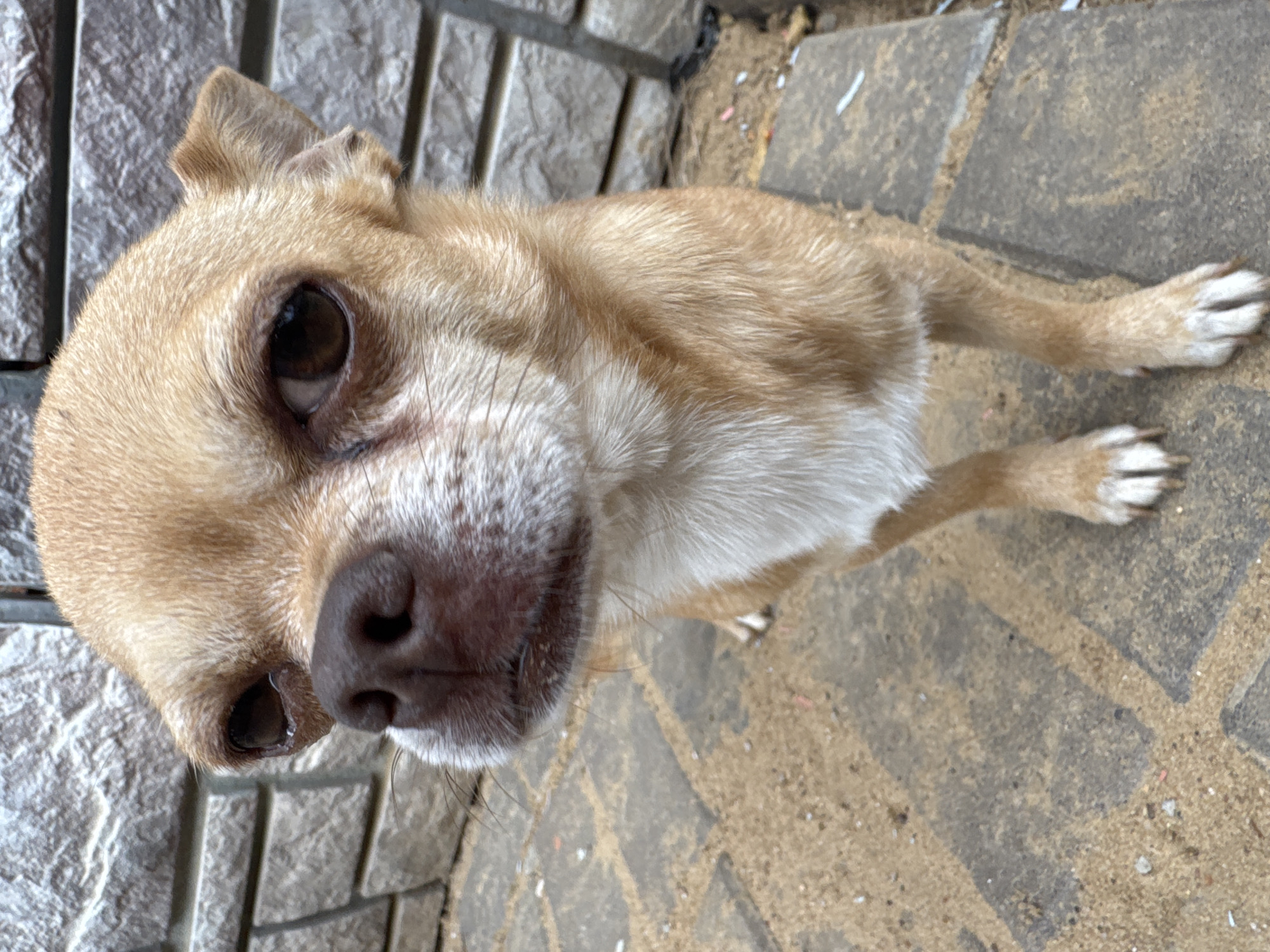 A light brown chihuahua with white markings on its chest and paws stands on a paved patio, facing the camera. The dog's large, dark eyes and dark nose are prominent features. Behind the dog is a wall constructed of roughly cut stone blocks. The ground is a mixture of sand and paving stones. The scene appears to be outdoors in a residential area.