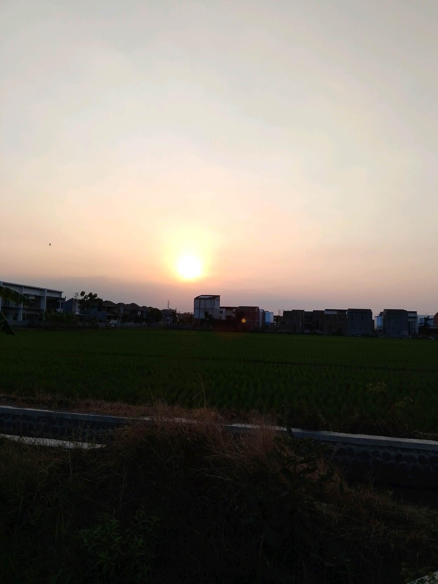 The image captures a sunset scene over a rural area on the outskirts of Pasuruan, Indonesia. The sun, a bright orb, is low on the horizon, casting a warm, golden light across the sky and illuminating a vast expanse of green rice paddies. In the mid-ground, a row of modern houses and buildings are visible, suggesting the encroachment of development into the agricultural landscape. The foreground is dominated by darker vegetation, including dry grass and a small plant, bordering a stone-lined ditch. The overall impression is one of natural beauty juxtaposed with urban expansion.