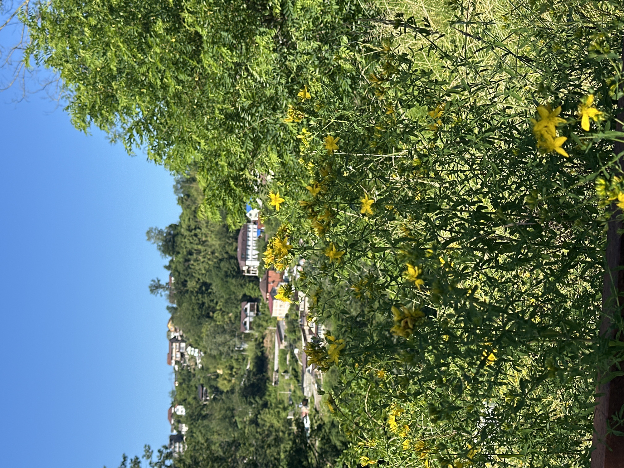 This is a landscape photograph taken in Razdolnoye, Russia, on a bright, sunny day. The foreground is dominated by a dense thicket of green plants with numerous small yellow flowers. These flowers have five petals and are clustered on slender stems. Behind the flowering plants, a hillside settlement is visible, featuring a scattering of houses with red or brown tiled roofs nestled among lush green trees and vegetation. The sky above is a clear, vibrant blue, with no clouds present. The overall scene depicts a rural or semi-rural setting with natural elements and human habitation.