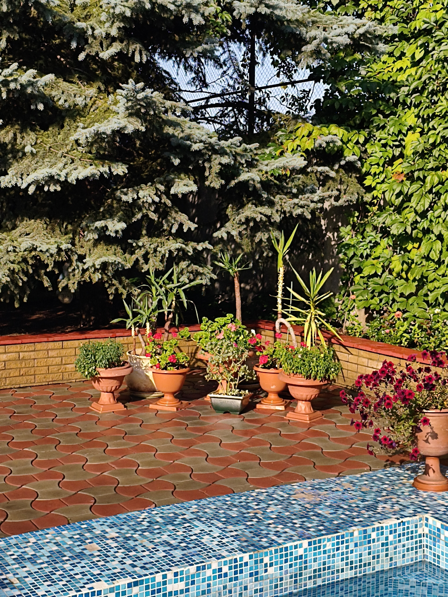 This is a photograph of a backyard patio area next to a swimming pool. The patio is paved with interlocking bricks in a pattern of red and tan. The pool is lined with blue mosaic tiles. Along the edge of the patio, there is a low brick wall, and behind that, several potted plants and trees are visible. The plants include greenery, red flowers, and tall, spiky plants. In the background, there are large evergreen trees and ivy growing on a fence or wall. The sunlight suggests it is daytime. The location is identified as Makiivka, Ukraine. There are no people or animals visible in the image.