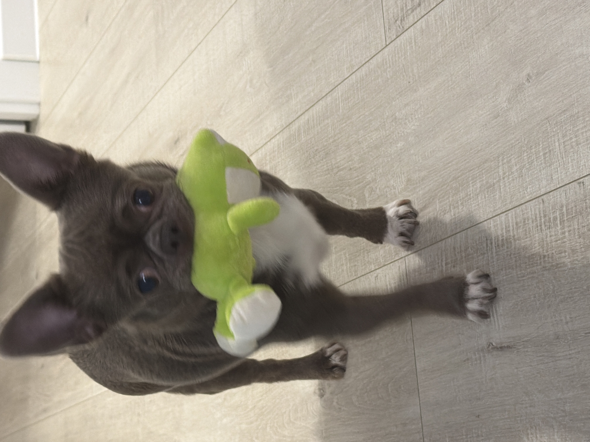 The image captures a small, dark-furred dog lying on a light-colored wooden floor, rotated counter-clockwise. The dog's head is positioned towards the top-left of the frame, with its body extending downwards and to the right. It clutches a bright green, frog-shaped plush toy, featuring white accents on its belly and feet, against its chest. The dog possesses large, alert ears and dark, expressive eyes that are fixed on the viewer. Its fur is a uniform dark grey or brown, contrasted by a noticeable patch of white fur on its chest. Its paws are also dark, showing lighter-colored claws.
The setting is indoors, featuring a clean, light wooden floor with planks running diagonally across the frame. A soft shadow is cast by the dog and its toy, indicating an overhead light source. The activity shows the dog in a relaxed posture, holding its toy, suggesting a moment of play or rest. The scene conveys a sense of domestic tranquility. No time of day or specific weather conditions are discernible from the indoor environment. There is no visible text in the image. The location context provided is Votkinsk, Russia, though no visual cues within the image confirm this.