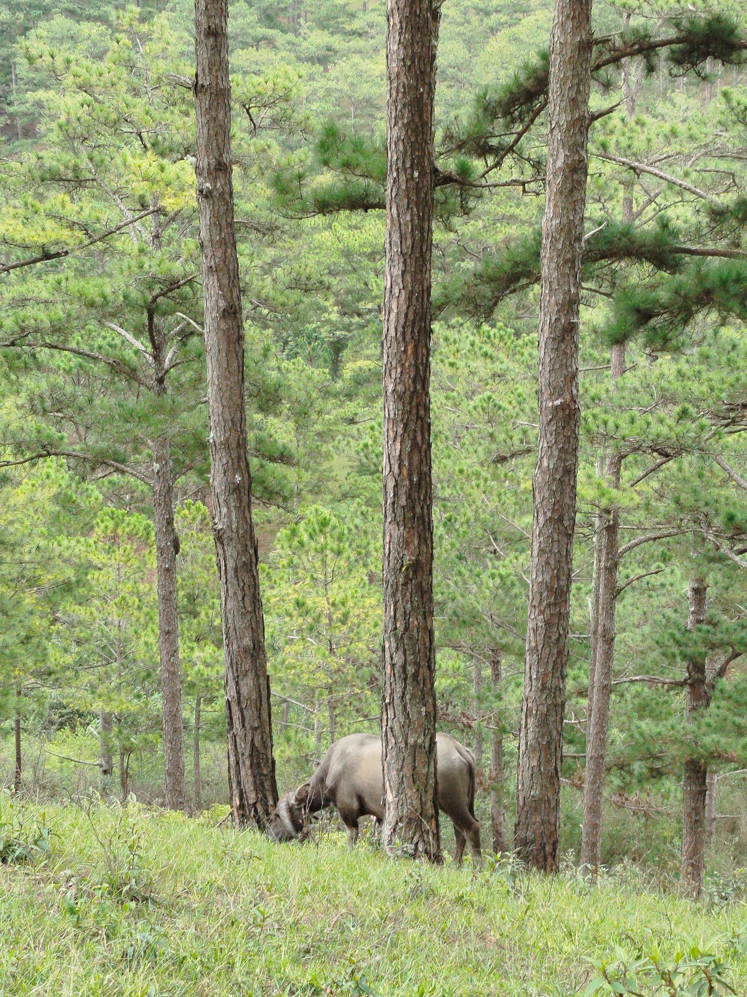 In Lạc Dương, Vietnam, a water buffalo grazes in a grassy clearing surrounded by a dense pine forest. Three tall, slender pine trees with rough bark stand prominently in the foreground, their trunks close together. The buffalo, facing left and partially obscured by the trees, is hunched over, eating grass. Its dark, gray-brown body is visible, along with its curved horns. The ground is covered in lush green grass and scattered low-lying vegetation. The background is a tapestry of pine trees, creating a natural, forest environment.