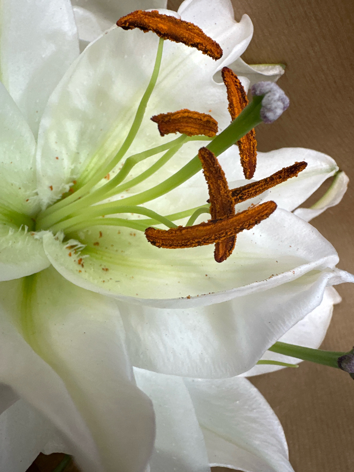 A close-up, low-angle shot of the interior of a white lily flower. The stamens, with their rust-colored pollen, are prominently displayed, curving outwards from the center of the bloom. The pistil, topped with a fuzzy, light purple stigma, is visible. The petals are a translucent white with subtle green undertones, and some specks of pollen are scattered on their surfaces. The background is a plain, light brown surface, likely a table or backdrop. The image captures the intricate details of the flower's reproductive structures. The location is not specified in the image.