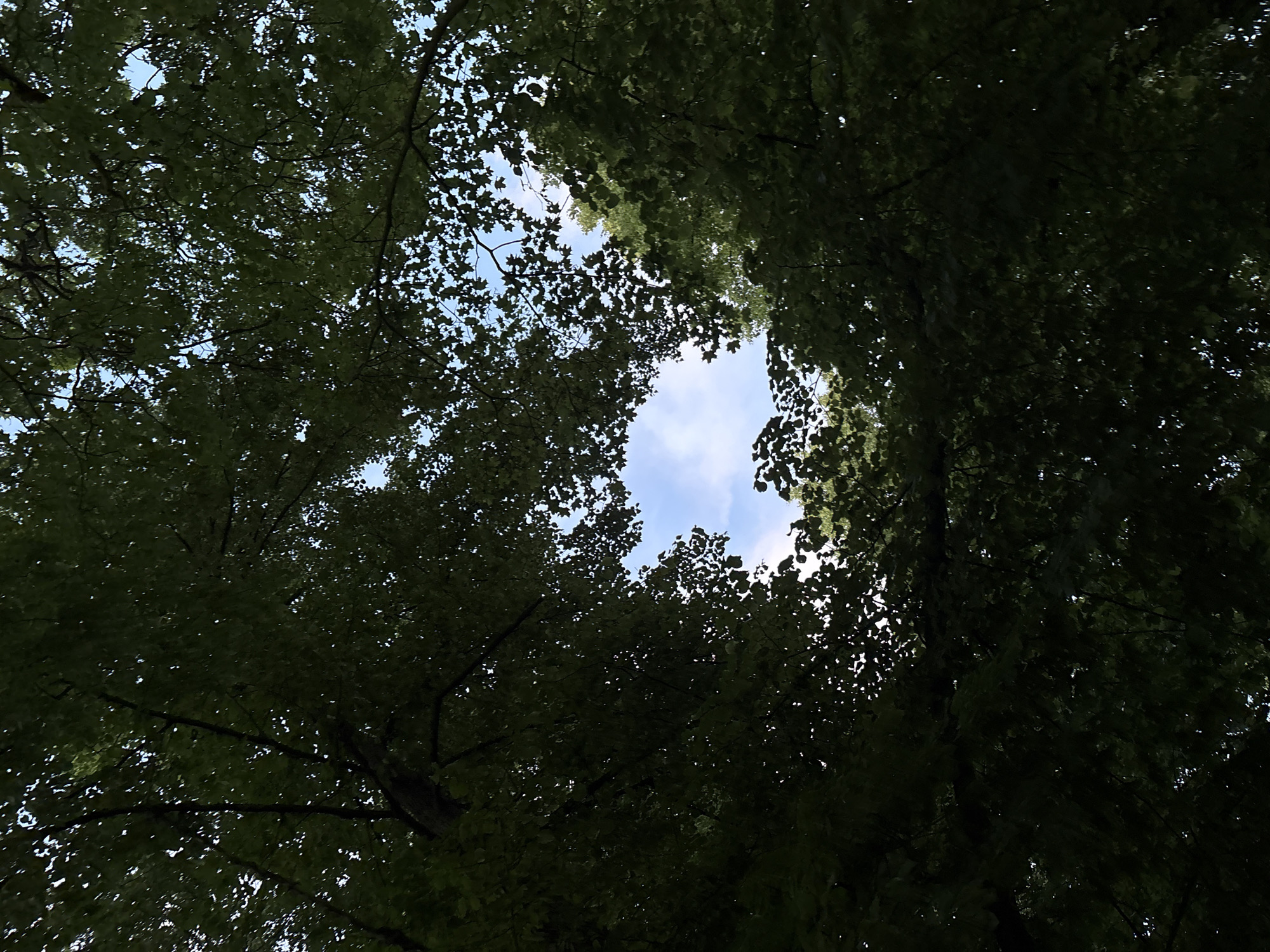 The image shows a view looking up through the dense green canopy of trees, with a patch of bright blue sky visible in the center. Sunlight filters through the leaves, creating dappled patterns. The scene evokes a sense of being in a forest or park. The image is not specific to the city of Pori, Finland, as it lacks any identifying landmarks or context.