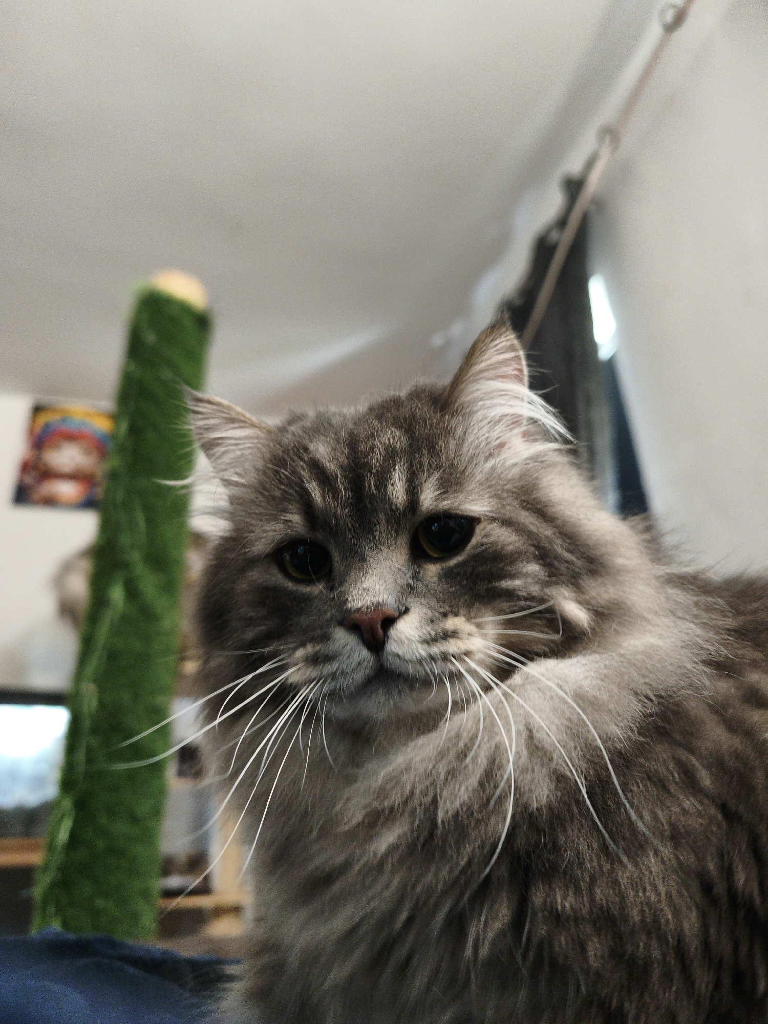 A close-up, low-angle, eye-level shot captures a fluffy, gray cat with striking white whiskers. The cat faces directly towards the camera, its pupils dilated and its gaze intense. To the left of the cat, a tall, green, carpeted scratching post is visible, with a small, colorful picture on the wall behind it. The background is out of focus, showing a ceiling with a light fixture and a hanging cord. The overall environment appears to be indoors, possibly a home or a pet-friendly establishment. There are no humans or other animals clearly depicted.