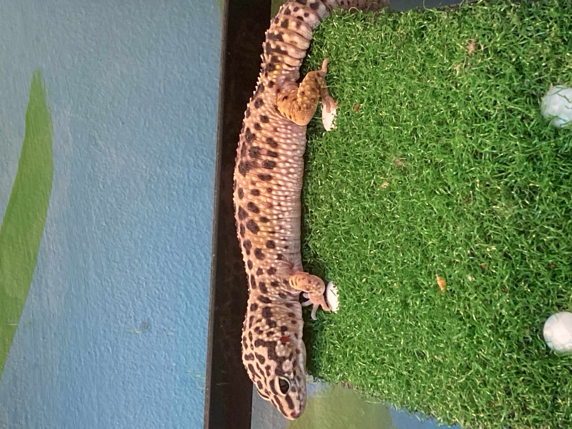 A leopard gecko is the main subject of this media file, positioned vertically with its head pointing downwards. The gecko has a tan body with distinct dark spots and a striped tail. Its legs are visible, with one hind leg extended, showing its toes. The gecko appears to be on a textured, green surface that resembles artificial grass. In the background, a blue wall is visible, with a hint of a green shape painted on it, possibly representing a leaf or abstract design. The lighting suggests an indoor environment, potentially a terrarium. Two small, white, round objects are visible on the green surface, one near the gecko's hind leg and another further to the right, which might be decorative elements or feeding dishes. There is no visible text in the image. The image is oriented such that the gecko is hanging downwards. The scene is static, with the gecko appearing to be resting or moving slowly on the textured surface. The focus is on the animal and its immediate surroundings.