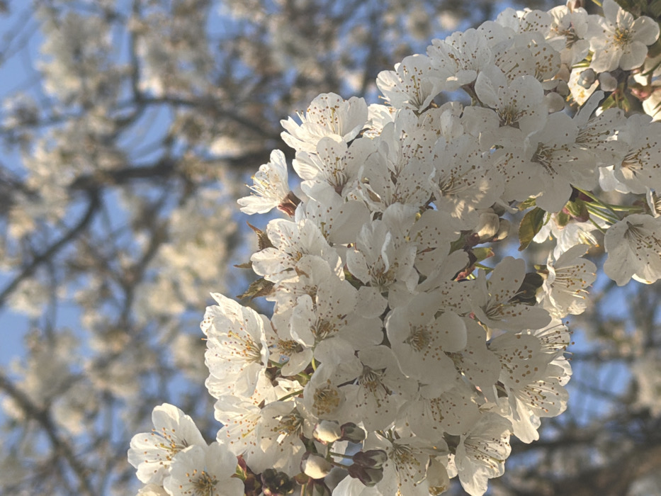 A close-up image depicts a dense cluster of white blossoms from a deciduous tree, likely a cherry or apple, in full bloom against a clear, light blue sky. The foreground is dominated by multiple individual flowers, each possessing five white petals and numerous prominent yellow-tipped stamens. Some unopened buds, appearing reddish-brown, are present. Strong, directional sunlight illuminates the blossoms from the upper left, creating bright highlights and rendering some petals semi-translucent. The background features additional out-of-focus white blossoms and dark, bare tree branches. No human figures, animals, or artificial structures are visible. The scene captures a natural botanical subject during daylight hours in the city of Toul, France.
