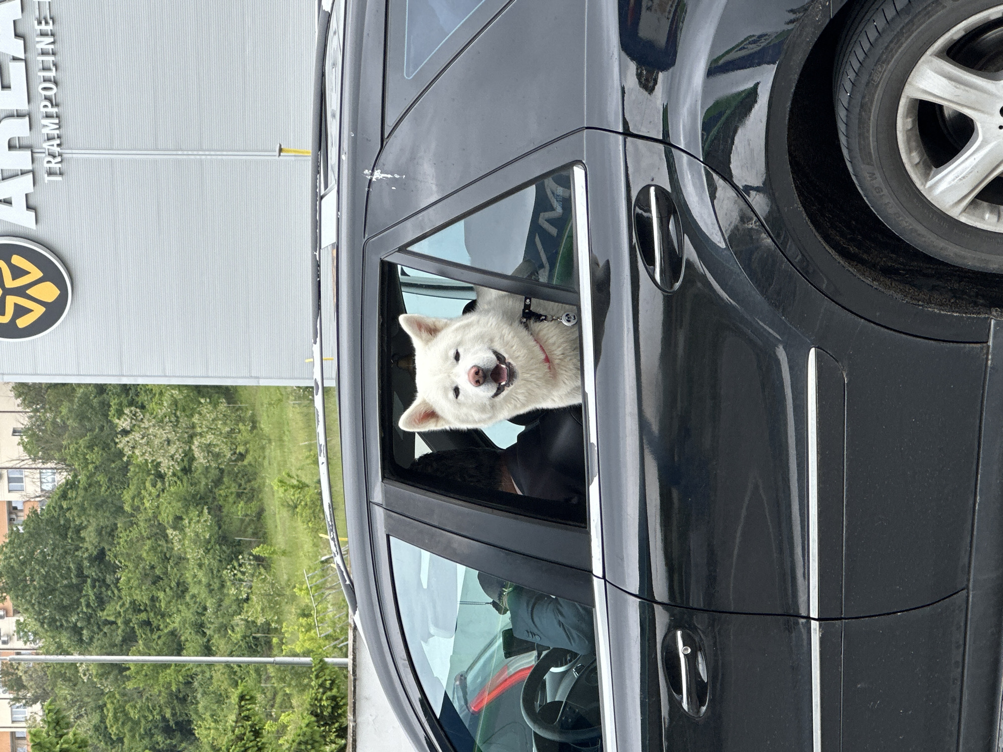 The image shows a white Akita dog looking out of the open window of a black car. The car is parked in front of a building with the sign "ARENA TRAMPOLINE". Green trees and bushes are visible in the background. Based on the presence of the "ARENA TRAMPOLINE" and the Akita dog, it is likely that the location is in Veliko Tarnovo, Bulgaria.