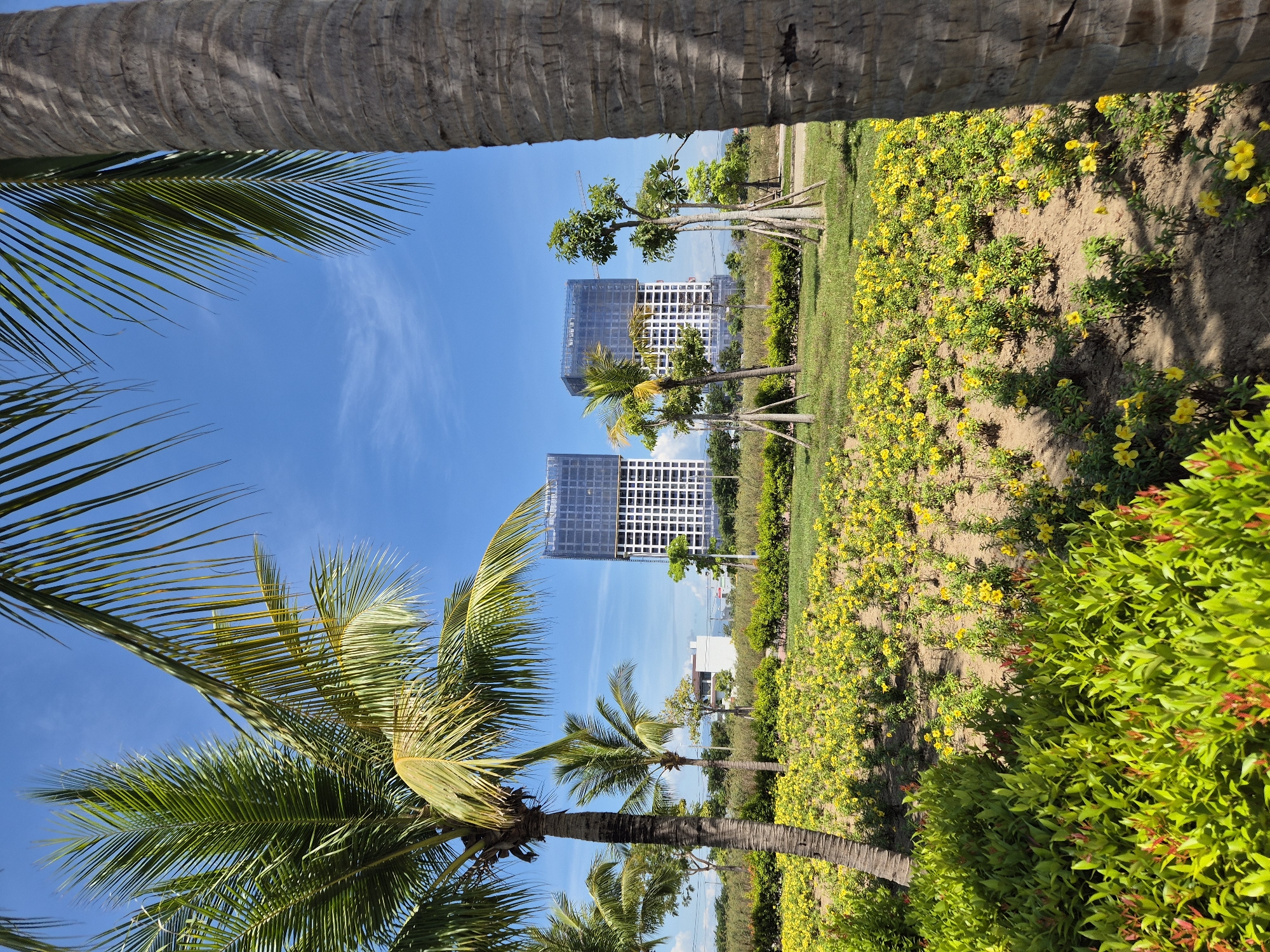 This image depicts a sunny outdoor scene with a clear blue sky and scattered white clouds. In the foreground, a lush green bush with reddish new growth is visible on the left. To the right of the bush is a bed of vibrant yellow flowers with green foliage. A large palm tree trunk, textured and gray, stands prominently in the right foreground, obscuring part of the view. Behind the flowers, a grassy area is dotted with several smaller palm trees and young trees supported by stakes.
In the mid-ground, two modern, tall buildings are under construction, clad in white and partially covered with blue netting. These structures appear to be high-rise apartments or hotels. A crane is visible between the two buildings, indicating ongoing construction. Beyond the buildings, a line of trees and greenery forms the horizon. The overall impression is a developing urban area with significant landscaping, suggesting a modern resort or residential complex in the city of Đà Nẵng, Vietnam. There are no people visible in the image.