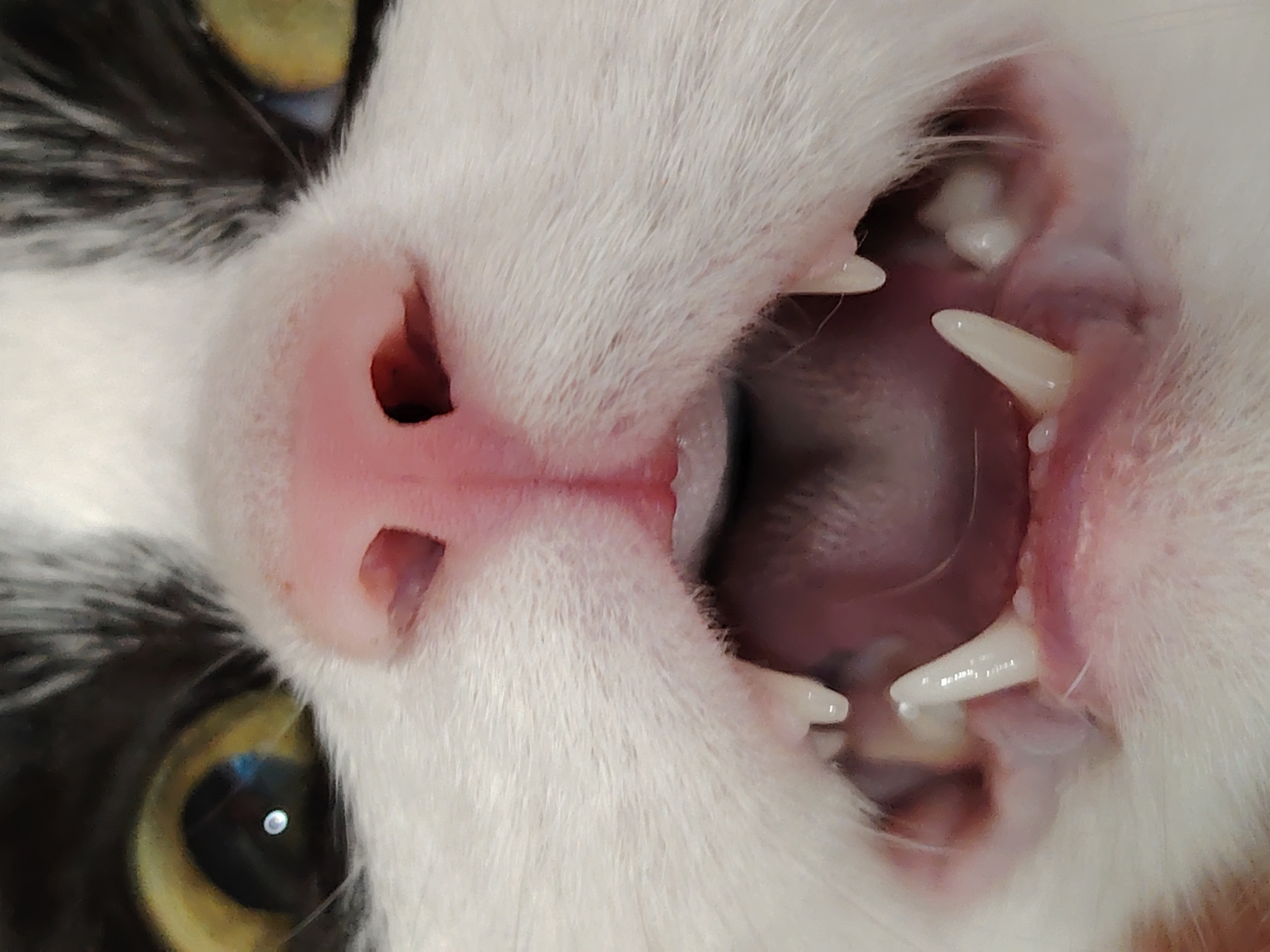 A close-up, upside-down view shows a black and white cat's face. The cat has a pink nose with prominent nostrils and its mouth is open, revealing its tongue and teeth. One yellow eye is visible on the left side of the frame. The setting and location are unknown.