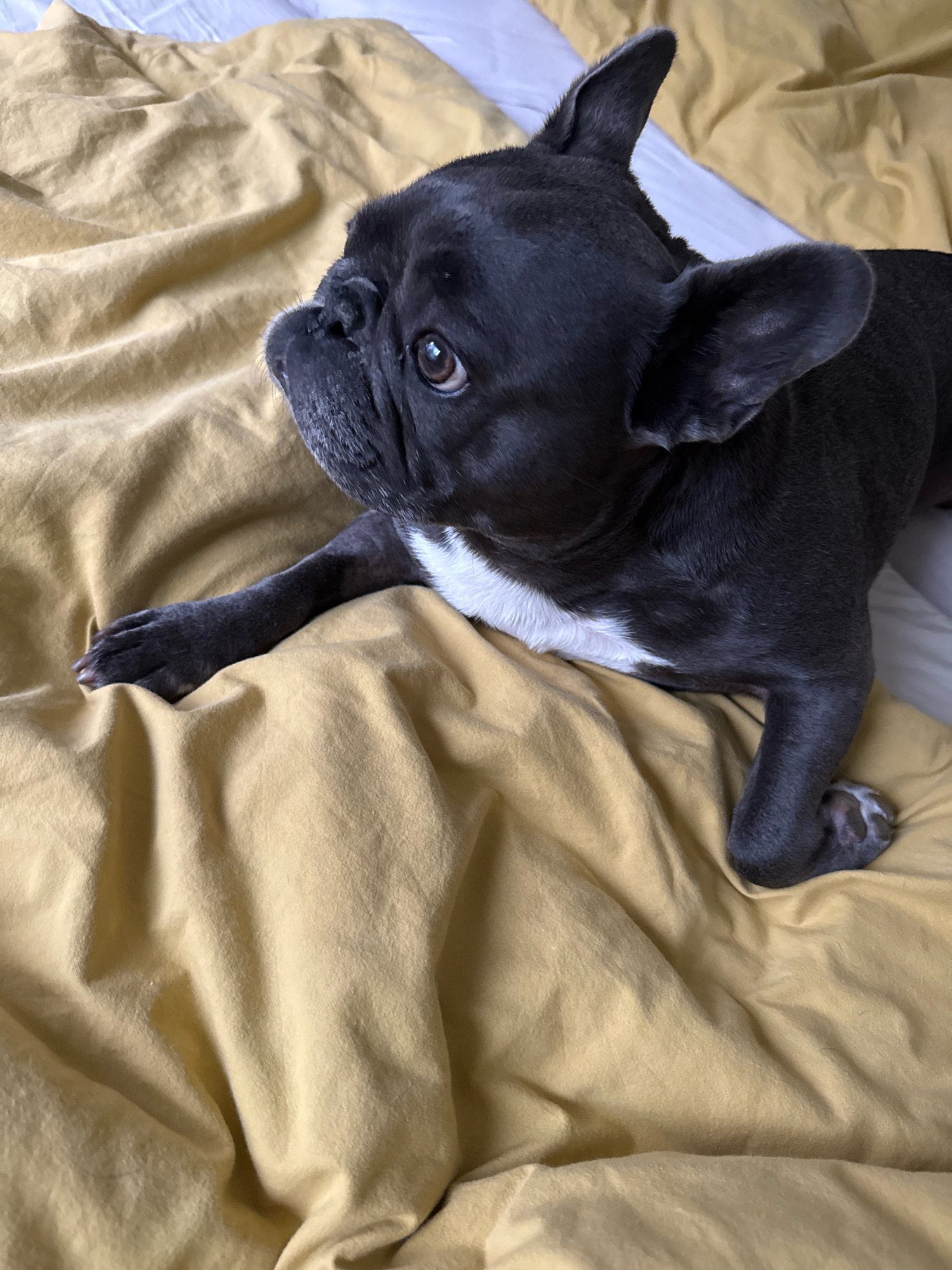 A French bulldog is lying on a yellow duvet. The dog is black with a white patch on its chest and is looking to the left. The duvet is wrinkled and takes up most of the frame. There is a white sheet visible in the background. There is no information about the location in the city of Bad Sachsa, Germany.