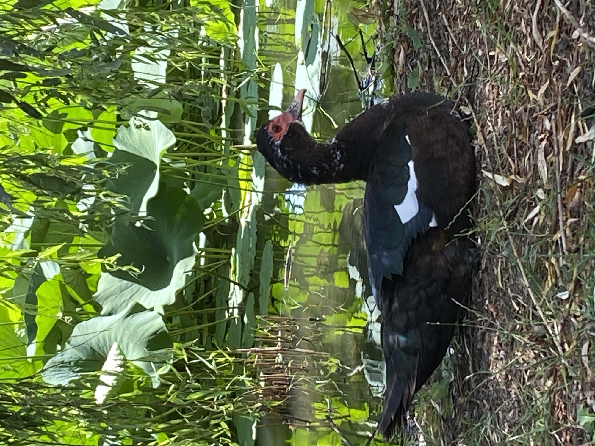 A black and white Muscovy duck is resting on the ground near the edge of a pond. The duck is facing to the right, with its head turned slightly. Its feathers are dark, with white markings on its wings. The pond is surrounded by lush green vegetation, including large lily pads and drooping willow branches. The water reflects the surrounding greenery. The ground is covered with dry leaves and grass. The overall scene is peaceful and natural. The location is the city of Plastunovskaya, Russia.
