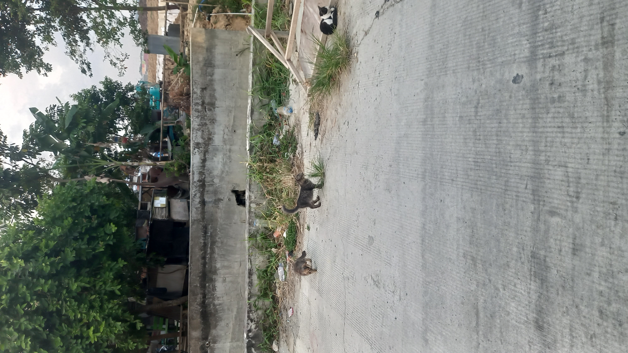 In Balikpapan, Indonesia, a concrete barrier runs horizontally across the middle ground of the image, separating a paved area from a higher embankment. On the paved area, four cats are visible. Two tabby kittens are in the foreground, one walking to the left and the other to the right. Further back, near the concrete barrier, a black cat is perched on top, and a black and white cat is lying down to the right. The embankment behind the barrier is overgrown with tall grass and scattered with litter, including plastic bottles. Trees with lush green foliage are present in the background, and some structures, possibly temporary shelters, are visible beneath them. A construction site with earth and some machinery is apparent in the far background. The sky is overcast.