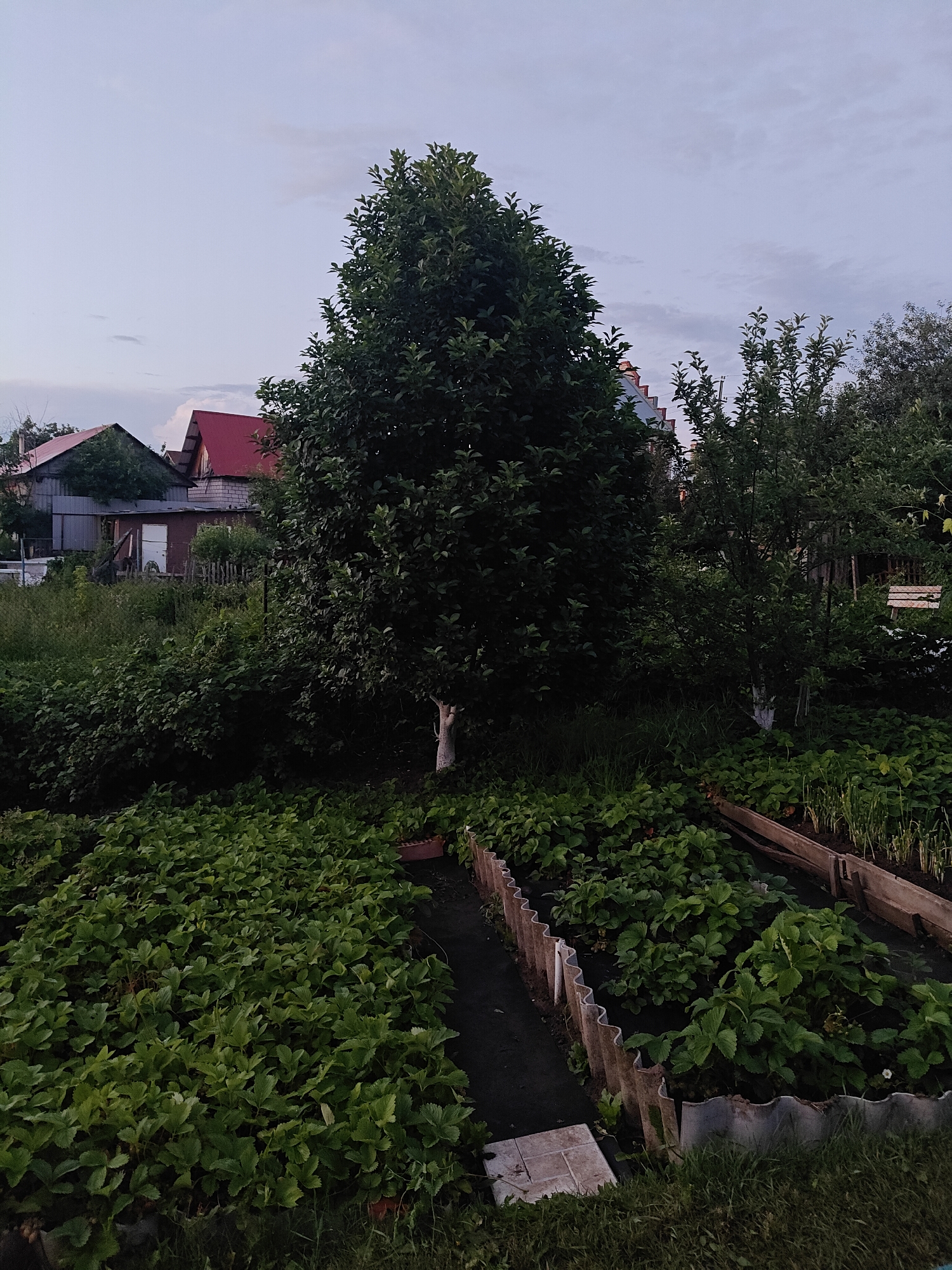 The image depicts an outdoor scene, likely a backyard garden, in the late afternoon or early evening. The sky is overcast with a pale gray hue. In the background, several buildings with red-tiled roofs are visible, suggesting a residential area. These buildings appear to be a mix of residential homes and perhaps sheds or outbuildings, constructed with materials like wood and brick. A fence is present, separating the garden area from the buildings.
The foreground and midground are dominated by lush greenery. There are several garden beds, some of which appear to be raised with wooden borders. One prominent bed contains dense rows of strawberry plants, their green leaves filling the space. Another bed shows a crop of green onions or similar slender vegetables. A large, mature tree with dark green foliage stands prominently in the center-right of the image, with its trunk painted white for a portion of its height. The ground cover is a mixture of grass and the foliage of various plants. The overall impression is one of a cultivated and well-tended garden. There are no people or animals visible in the scene.