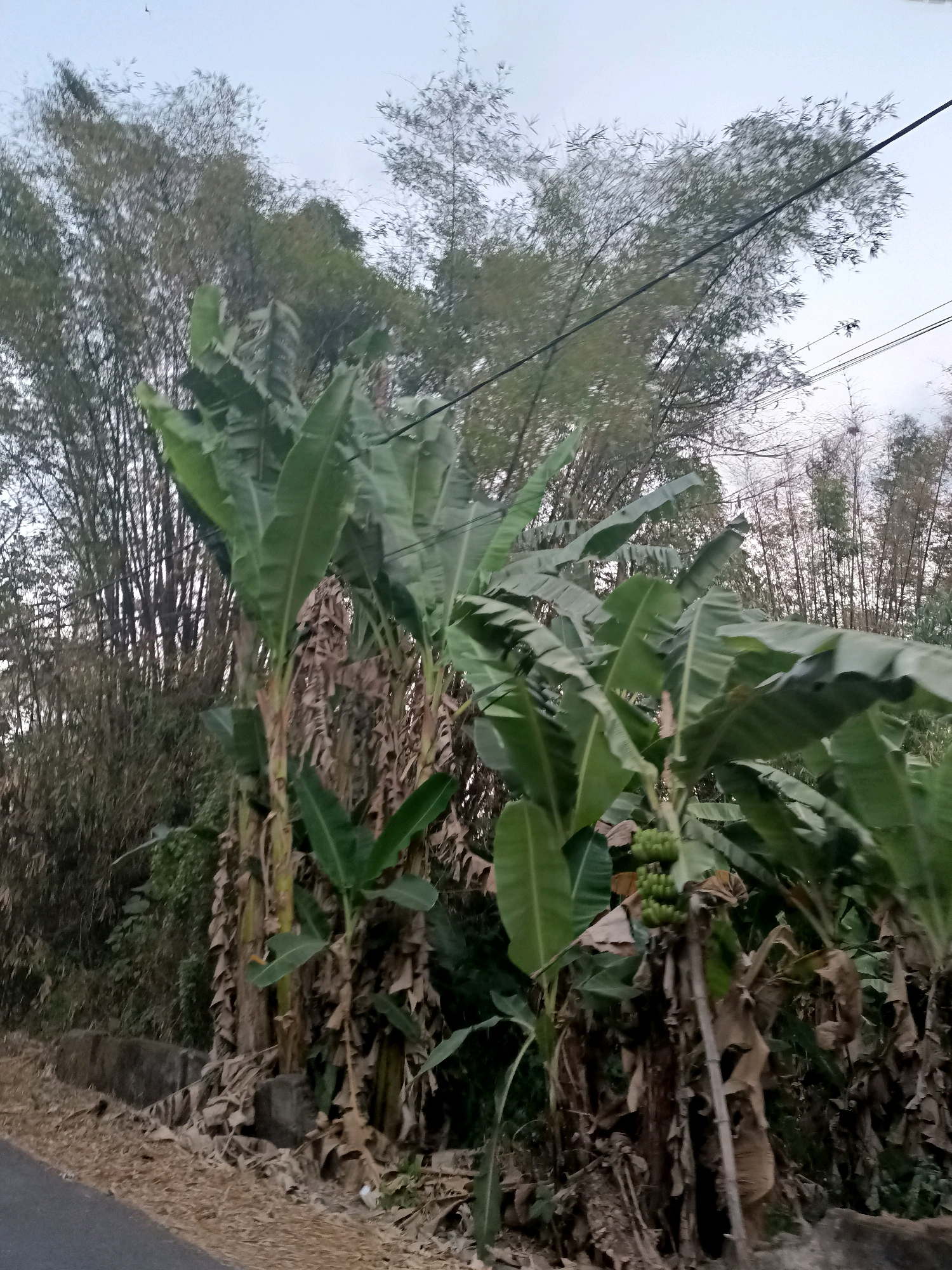 The image depicts a roadside scene in Badas, Indonesia, characterized by lush vegetation. In the foreground, a paved road is visible on the left, bordered by dry leaves and debris. A low concrete barrier runs along the edge of the road. Dominating the center and right of the frame are banana trees with large, green leaves and some bearing clusters of small green bananas. Behind the banana trees, a dense stand of bamboo can be seen. The sky above is overcast with a pale, grayish hue. Power lines are strung across the upper portion of the image. The overall impression is of a rural or semi-rural environment, likely outside a densely populated urban area. There are no people or animals visible in the scene.