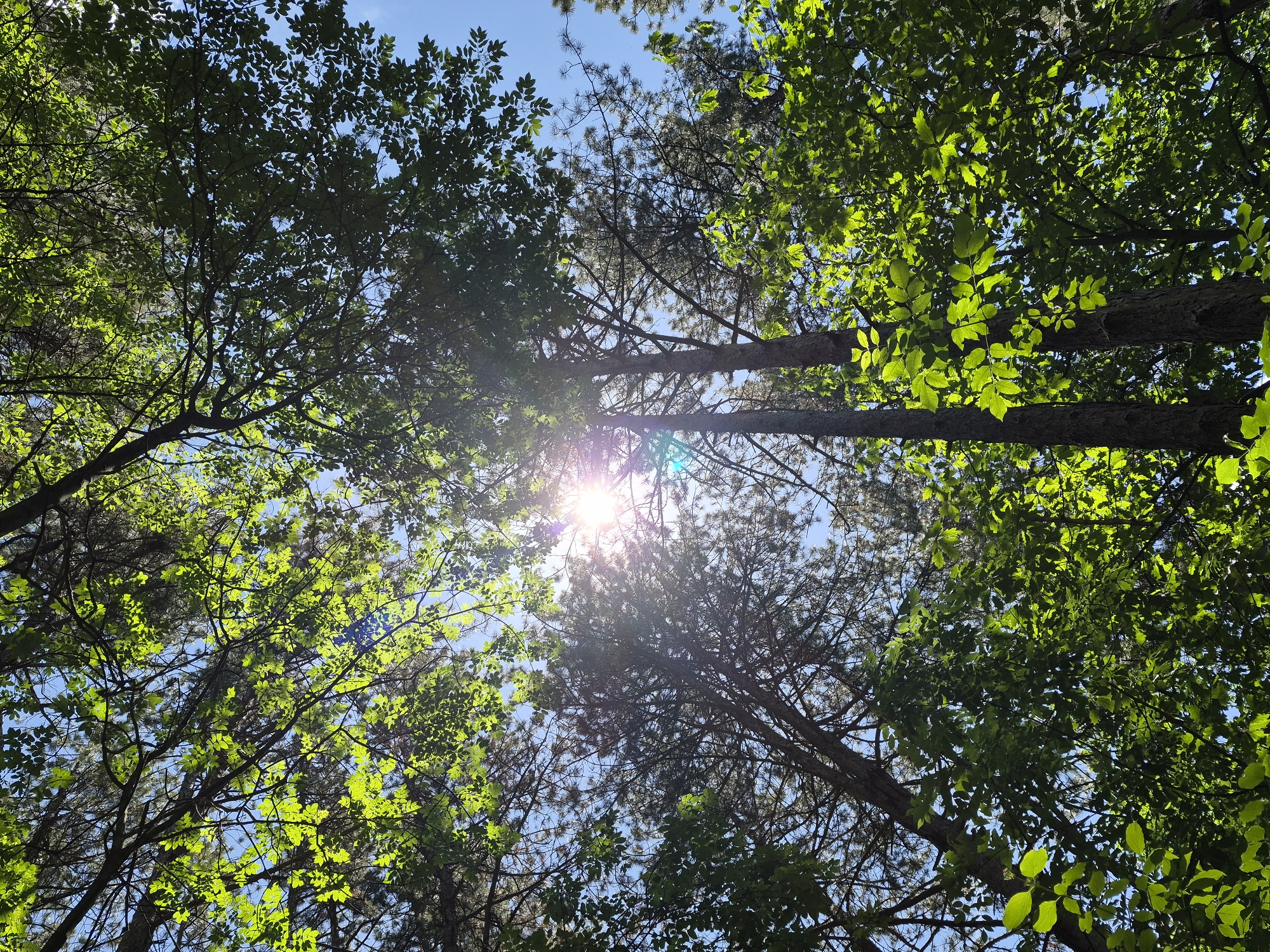 A low-angle, daytime shot shows trees viewed from below, with bright sunlight visible through the branches. The leaves are green and backlit, while the trunks of the trees are silhouetted against the sky. The sky is blue and mostly obscured by the foliage. The location is Unknown, Unknown. No people, subjects, objects, actions, or interactions are apparent beyond the natural setting.