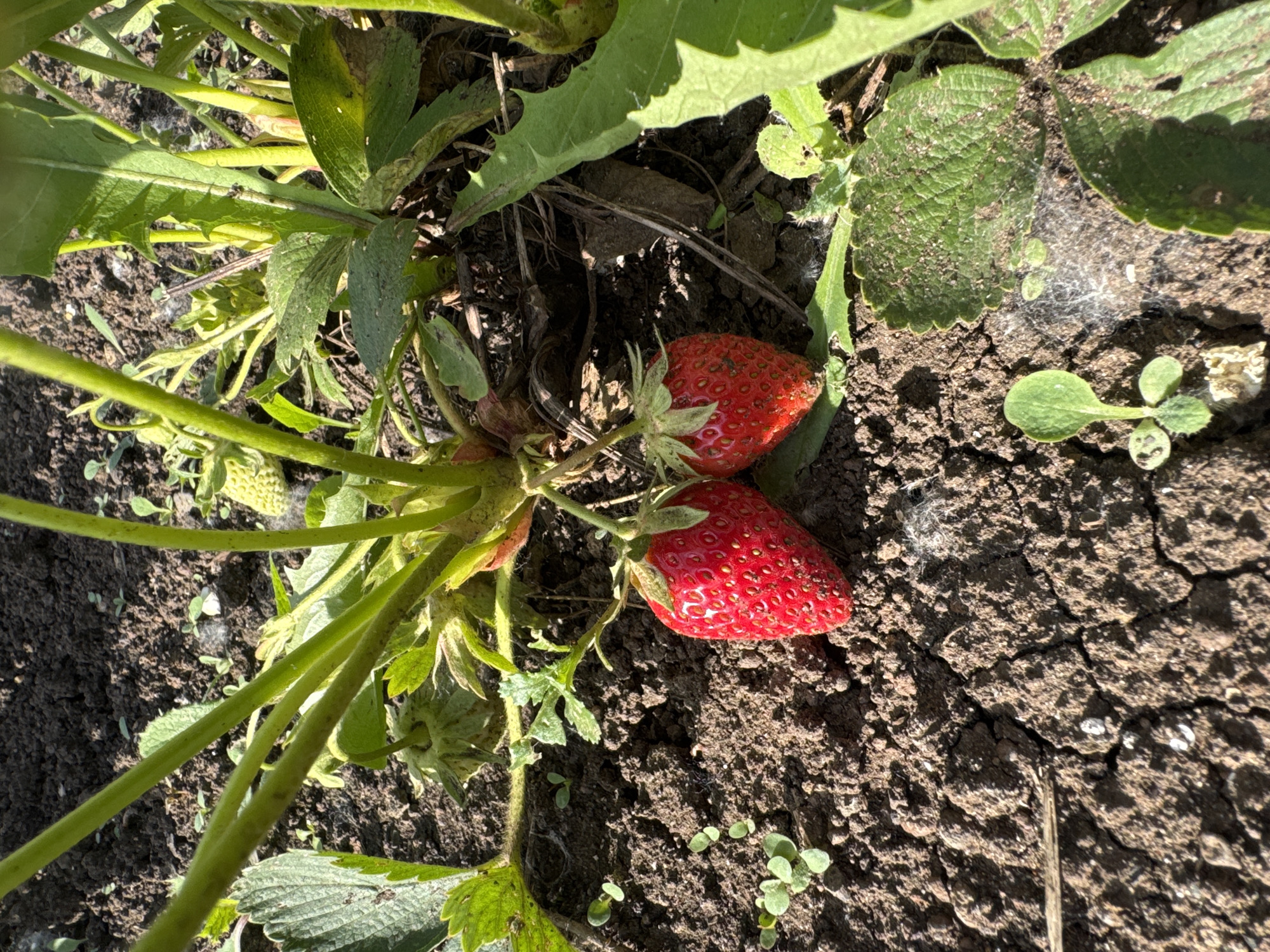The scene captures a close-up view of a strawberry plant in an outdoor garden setting in Chaikovsky, Russia. Two fully ripened, vibrant red strawberries are prominently featured in the lower center, hanging from green stems. Each strawberry exhibits a textured surface with numerous small achenes (seeds). Surrounding the strawberries are the green leaves of the strawberry plant, some appearing dusty or slightly worn. Further into the background and to the left, another unripe, pale green strawberry is visible among the foliage. The plants are rooted in dark brown, dry, and cracked soil, which constitutes the ground cover. Scattered across the soil and on some leaves are small patches of white, fluffy material, resembling plant down or seeds. Small green sprouts and weeds are intermittently dispersed throughout the soil. The environment is illuminated by direct sunlight, casting distinct shadows and highlighting the texture of the soil and plants, indicating a clear, daytime condition.