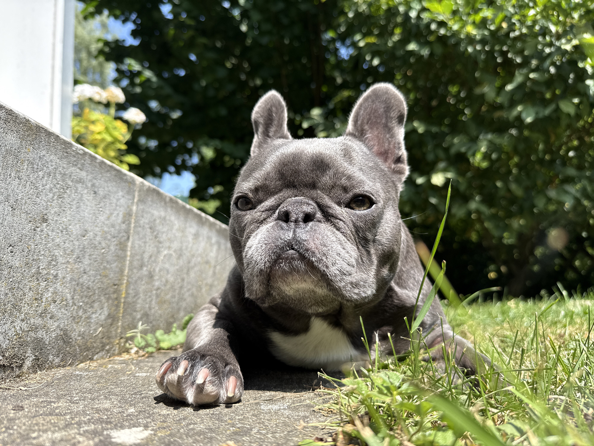 A grey French bulldog lies on a concrete border next to a grassy area. The dog is facing forward and looking at the camera. The background consists of green foliage and trees, with some white flowers visible on the left side of the image. The scene appears to be outdoors in a garden or park. The image was taken on July 11, 2023, at 1:01 PM in Bad Sachsa, Germany.