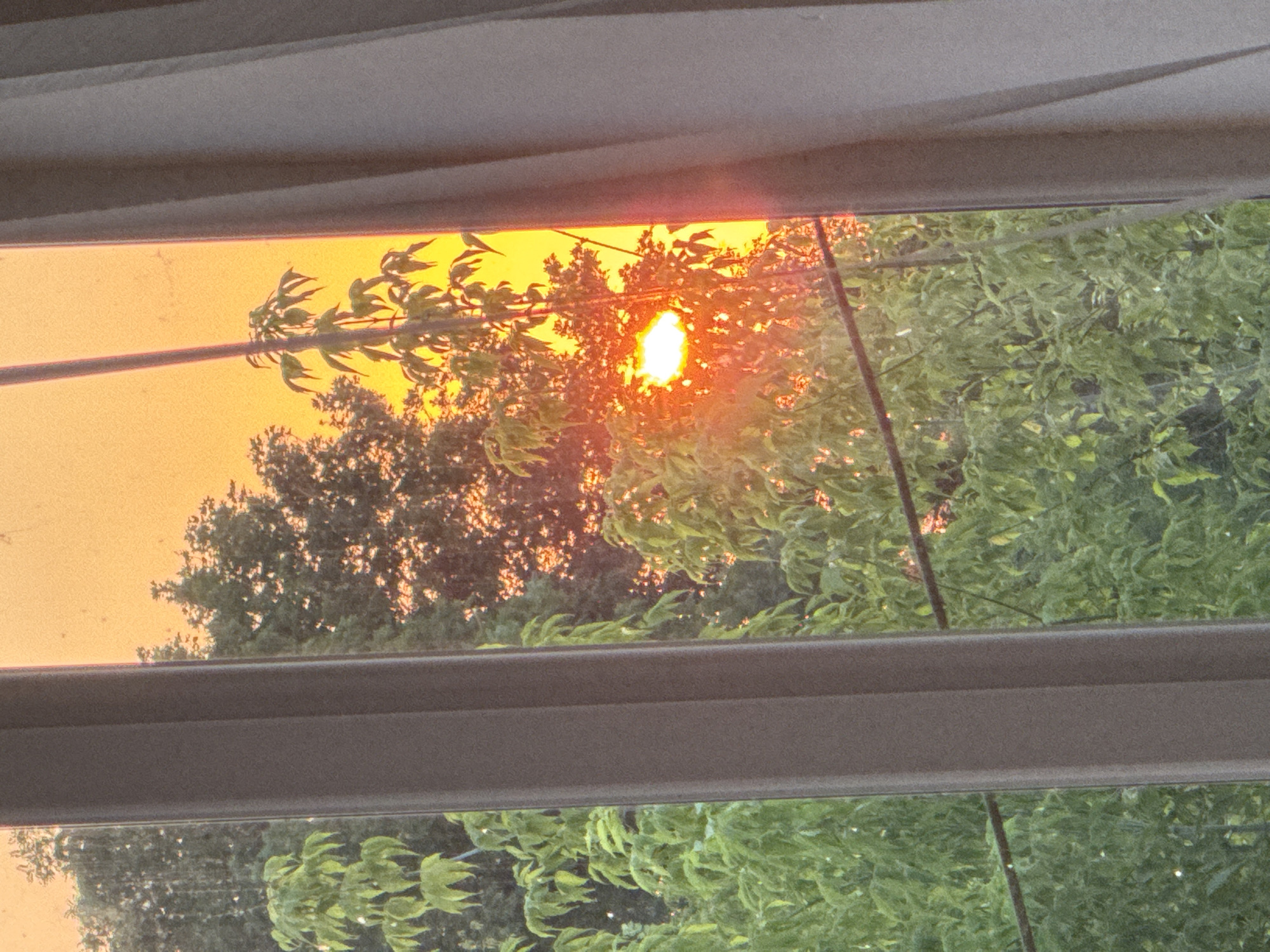 A photograph taken from an interior viewpoint looking through a window, with a curtain visible on the right side. The scene outside depicts trees against a vibrant orange and yellow sunset sky. The sun itself is a bright, glowing orb partially obscured by tree branches. The trees appear to be a mix of deciduous and coniferous types, with lush green foliage in the foreground and denser, darker foliage in the background. The overall impression is one of a natural landscape viewed from a domestic setting, possibly a residential area in Chernivtsi, Ukraine, given the contextual information. There are no people or specific architectural elements that would definitively place the location within Chernivtsi, other than the provided context. The image exhibits a slight grainy texture, which could be due to low light conditions or camera settings.
