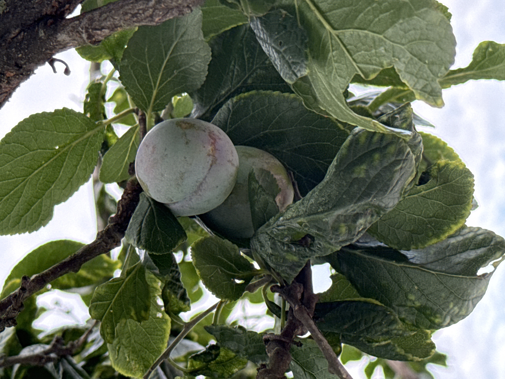 Two green plums hang from a tree branch amongst lush green leaves. The plums are round and smooth, with one showing a faint purple stripe. The leaves are large and textured, with some appearing slightly wilted or damaged. A rough tree trunk is visible on the right side of the frame. The background is out of focus, showing a bright, possibly cloudy sky. The scene is outdoors, with the lighting suggesting it is daytime. The location is unknown, as no specific landmarks or contextual clues are present in the image.