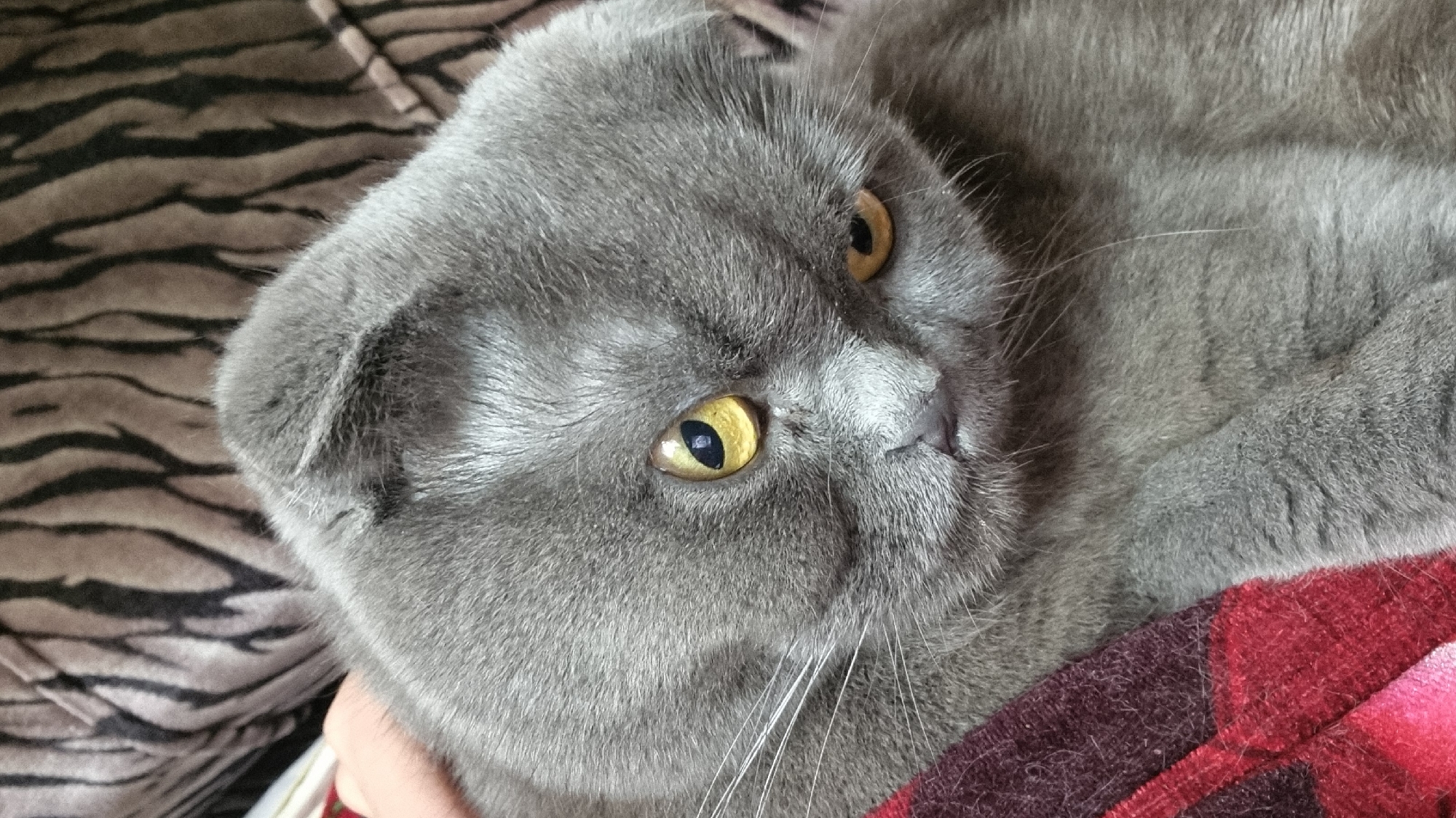 A close-up, head-and-shoulders shot captures a Scottish Fold cat with grey fur and large, round yellow eyes. The cat is positioned slightly to the left of center, with its head tilted downwards and to the right. Its ears are folded forward, characteristic of the breed. A person's hand is visible on the left side of the image, gently touching the cat's head. The cat is resting on a red and black plaid blanket. In the background, out of focus, is a piece of furniture with a brown and black striped pattern. The image does not contain any information about the city of Vysokoe, Russia.