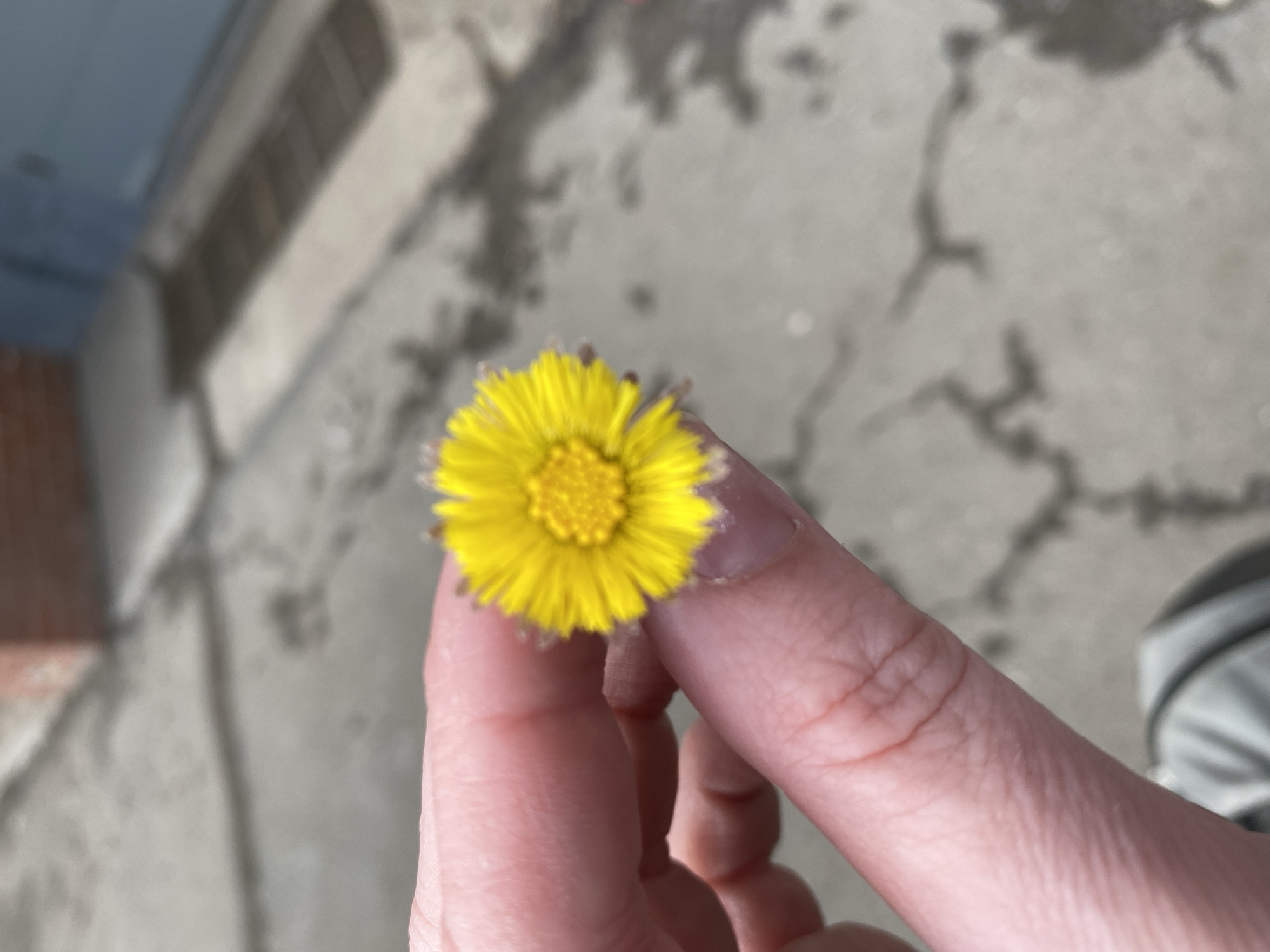 A hand holds a bright yellow flower with a dense, round center and numerous petals. The background is out of focus and shows what appears to be a gray concrete or asphalt surface with dark, winding patterns resembling cracks. Part of a building is visible on the left, with brick and architectural elements. A possible car door is on the bottom right. While the location is stated to be Chaikovsky, Russia, there is nothing in the image itself that confirms this.