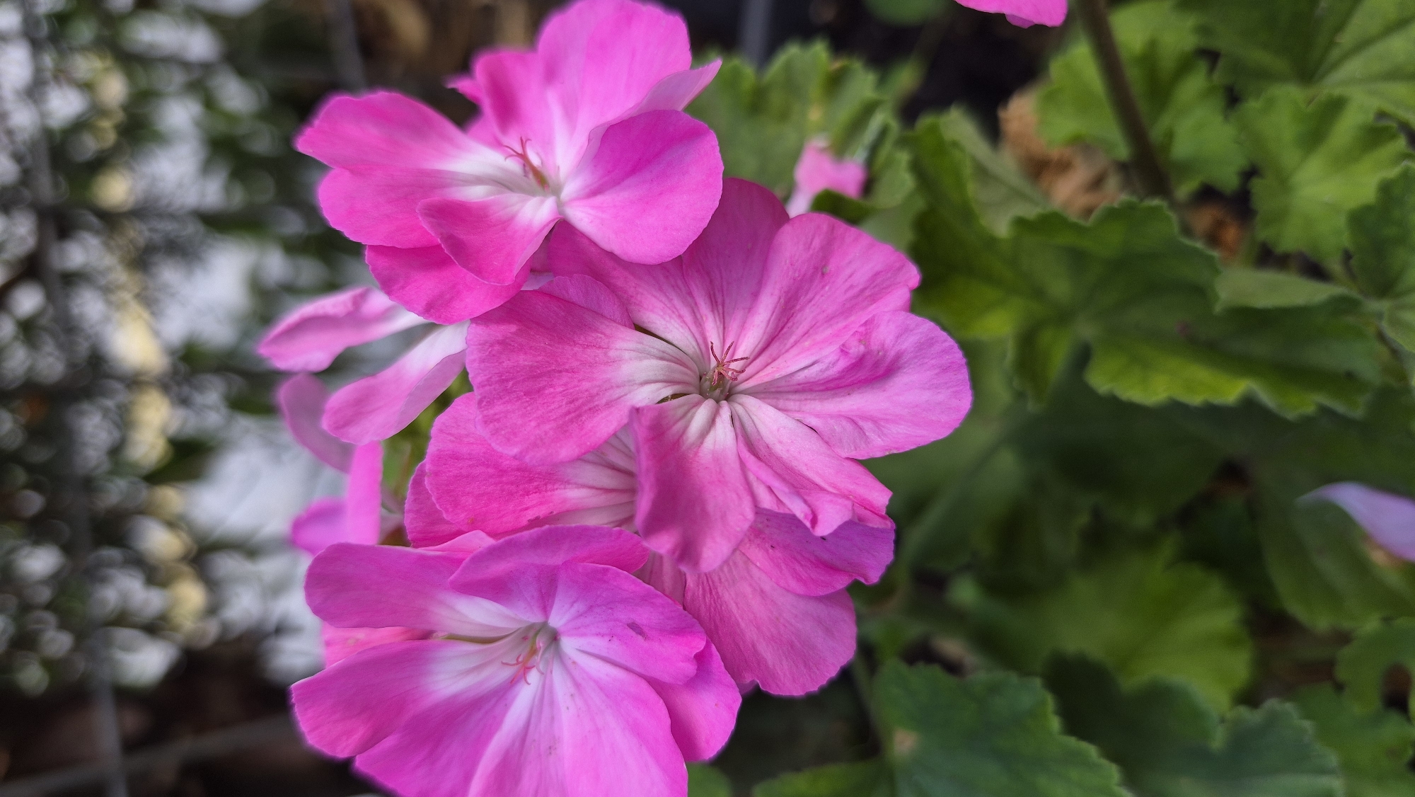 A close-up, vertical shot captures a cluster of bright pink geranium flowers in full bloom. The flowers are detailed, with five petals each, and exhibit a gradient of color from a deep pink on the outer edges to white at the center. A few delicate stamens are visible in the center of the innermost flower. The flowers are surrounded by lush green foliage, some leaves showing serrated edges. The background is softly blurred, with out-of-focus bokeh effects of green leaves and lighter, circular shapes that suggest a dappled, outdoor environment. The lighting is bright, highlighting the vibrancy of the pink petals. There are no people or human actions depicted in the image. The scene is set in an unspecified outdoor location within Unknown, Unknown.
