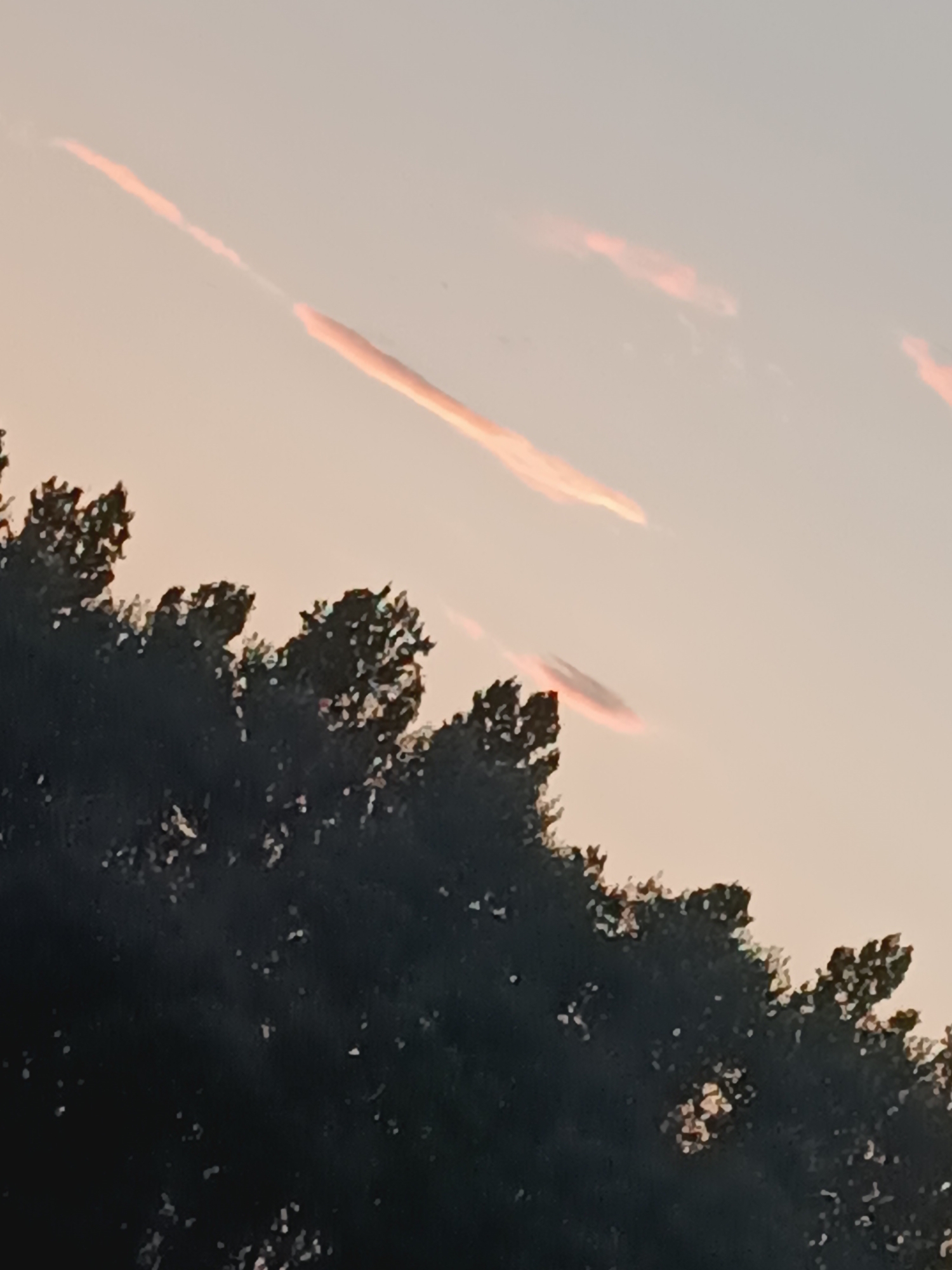 The image depicts a sky at dusk, with the sun setting over a silhouetted treeline in Casalmaggiore, Italy. Two lenticular clouds are visible in the sky, illuminated by the setting sun, casting a pinkish hue. The treeline, likely composed of deciduous trees, stretches across the lower portion of the frame, with the leaves appearing dark and indistinct against the lighter sky. The overall impression is one of a tranquil evening in a rural or semi-rural setting within the city.