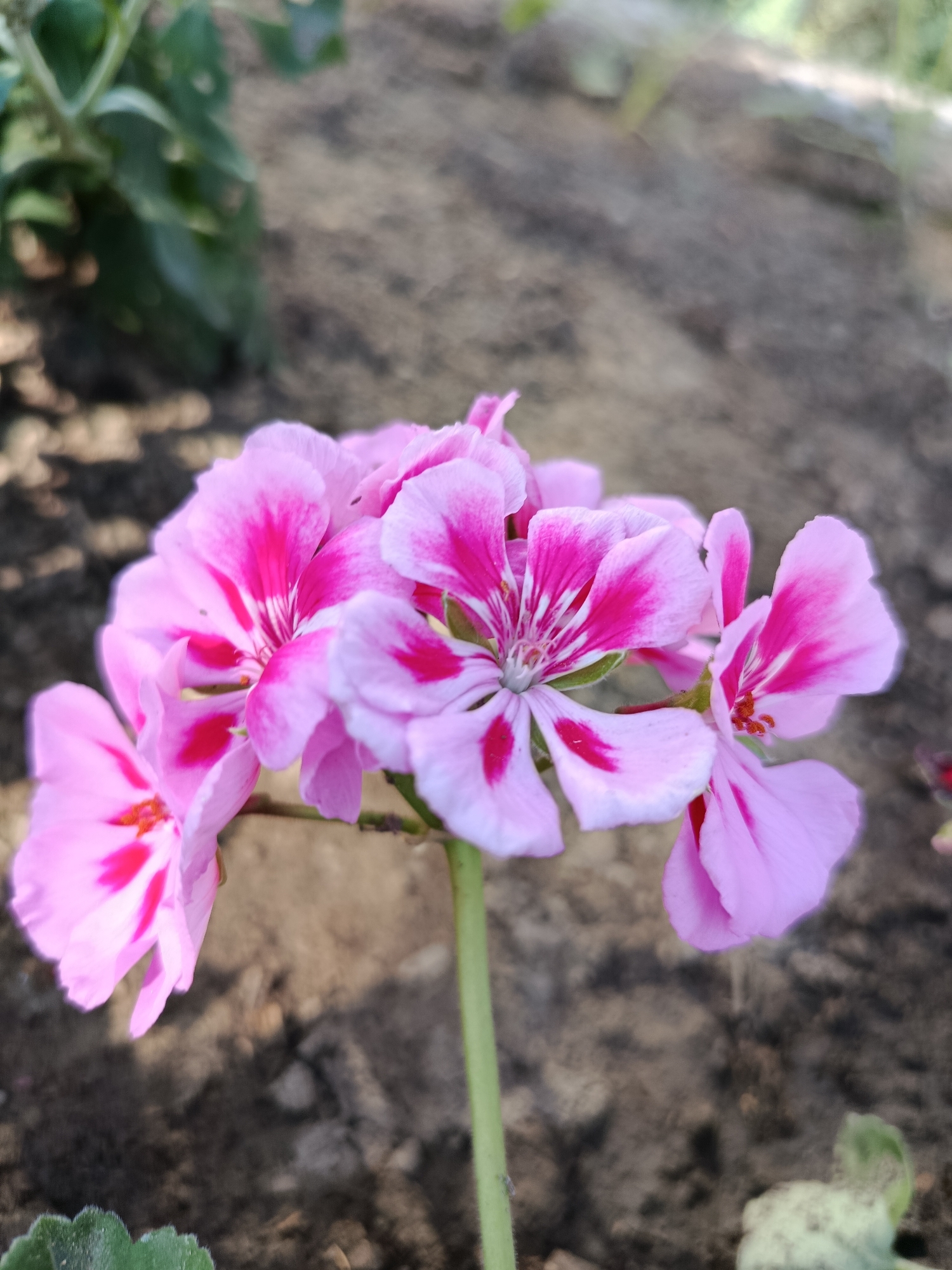 A close-up, high-angle shot captures a cluster of pink and white geranium flowers in bloom. The flowers have delicate, ruffled petals with vibrant pink markings radiating from the center. The background consists of dark, loamy soil, suggesting an outdoor garden setting. In the upper left corner, out-of-focus green foliage hints at surrounding plant life. The image appears to be taken in Kibray, Uzbekistan, a location known for its horticultural activities. No people or actions are visible, emphasizing the natural beauty of the flowers.