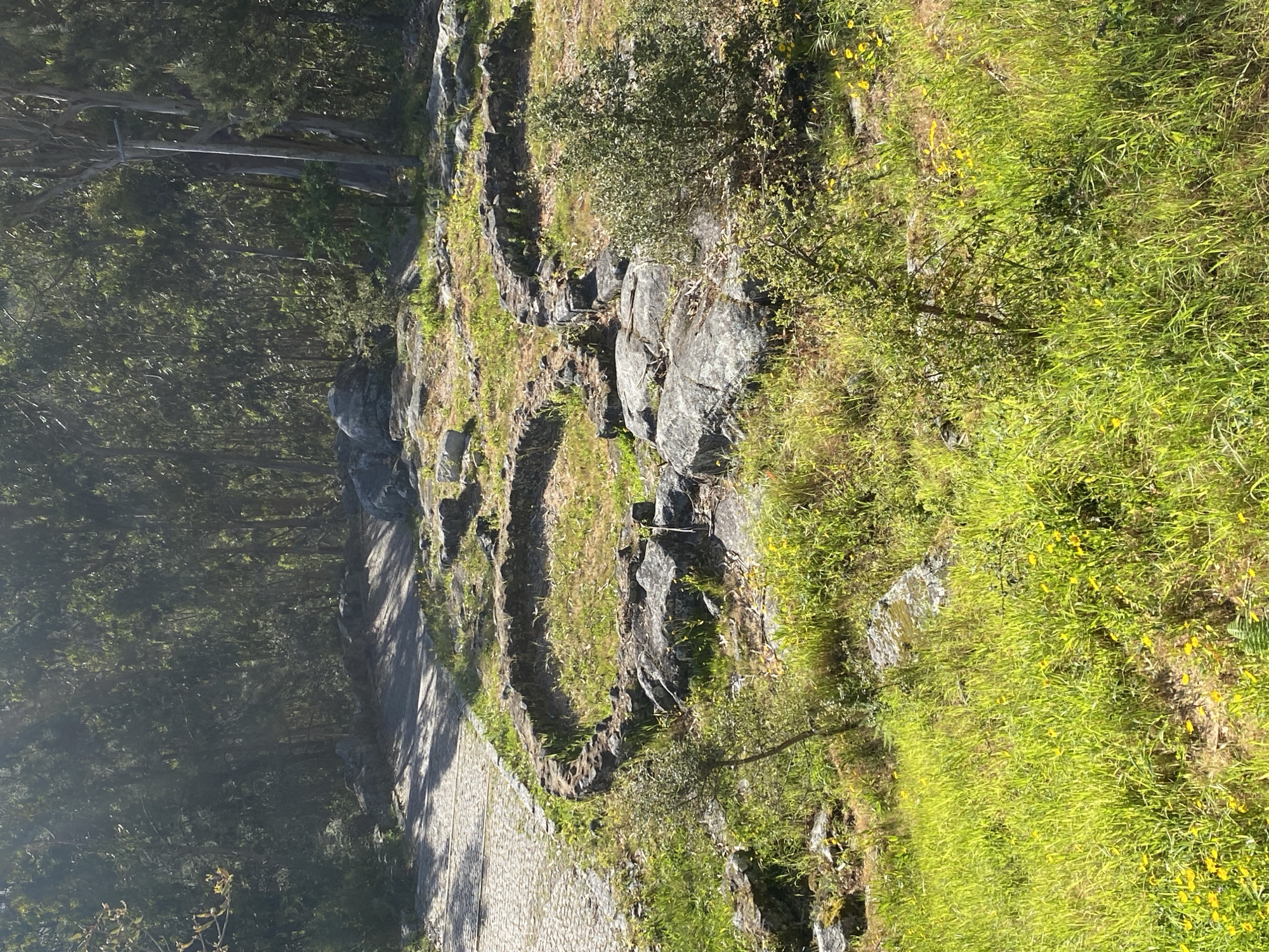 The image captures a stone wall alongside a path or road. The path appears to be paved with interlocking stones. To the left of the path is a forest of tall trees. The wall is composed of grey stones of various sizes and shapes. Green vegetation, including grass and small plants, grows along the wall and in the areas beyond it, suggesting a natural or semi-natural setting. Some small yellow flowers are visible in the grassy area. The light indicates that the image was taken during the day. The location is Esposende, Portugal.