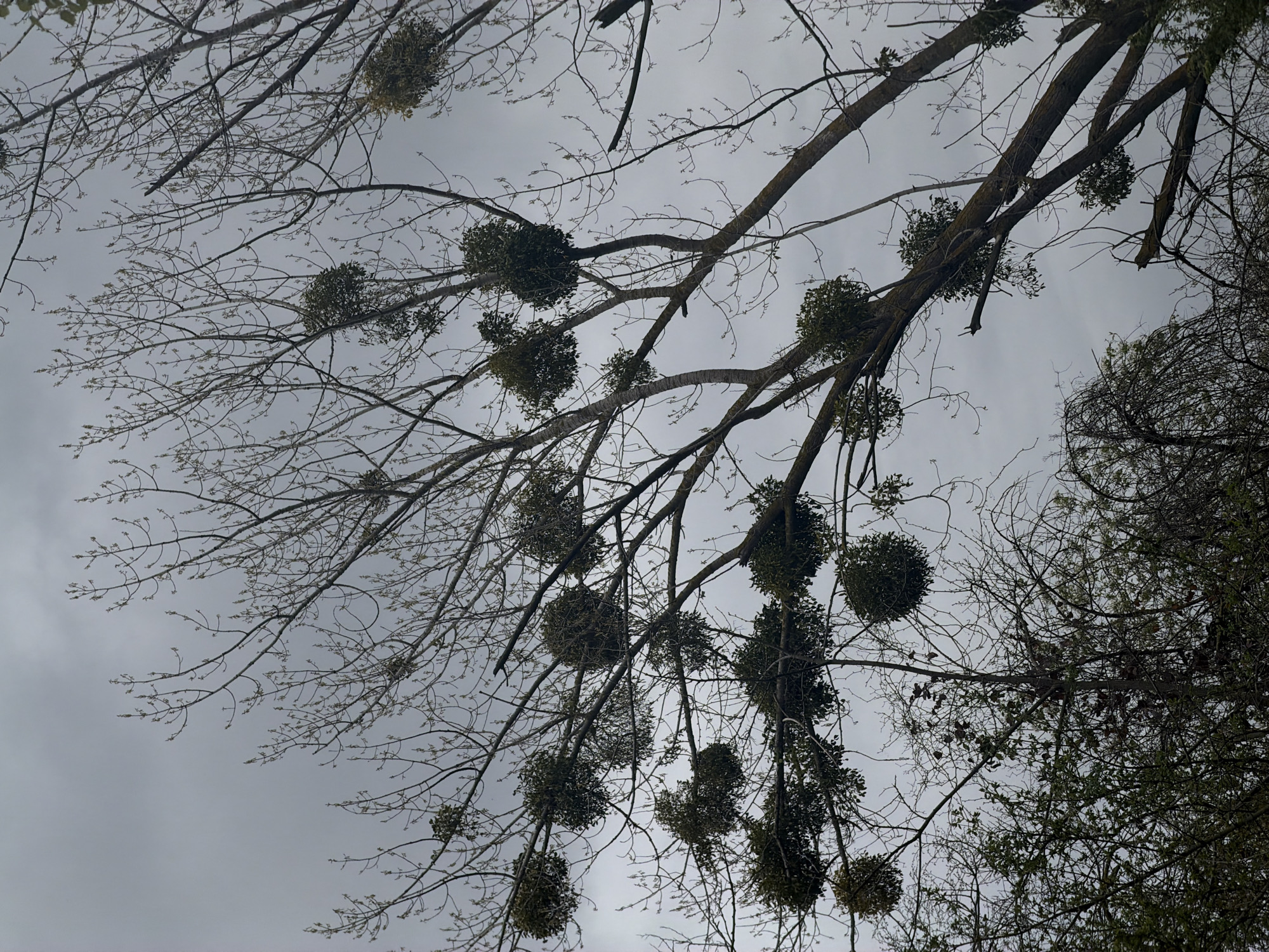 The image shows a view looking up into the bare branches of trees against a cloudy sky. Several spherical clumps of green foliage, likely mistletoe, are growing on the branches. The trees appear to be in a park or wooded area. The location is Varna, Bulgaria. There are no people visible in the image.