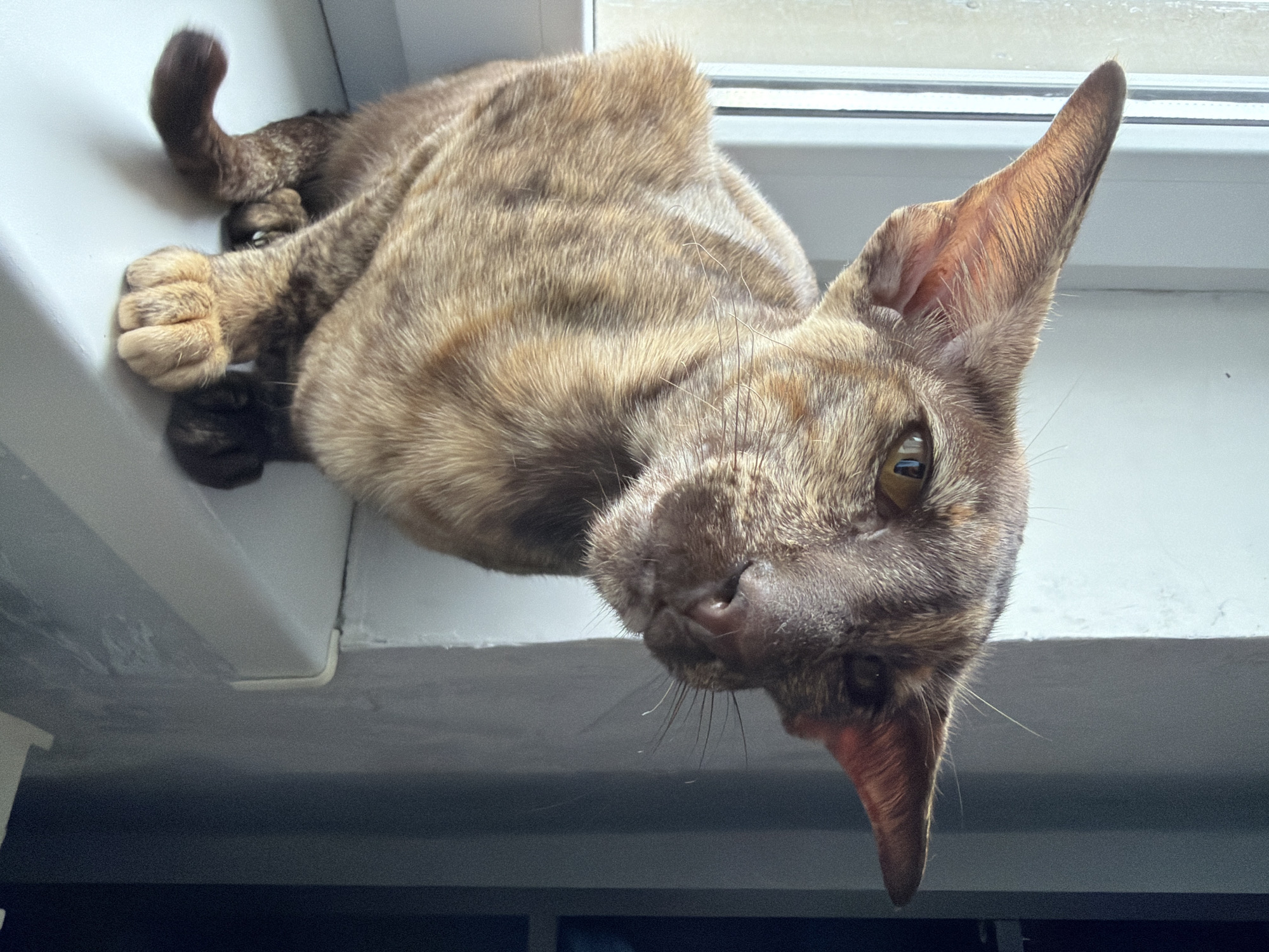 A close-up, eye-level shot captures an Oriental Shorthair cat sitting on a white windowsill. The cat is facing right, with its head tilted slightly downwards. Its fur is a mottled brown and tan tabby pattern, and its large ears are prominent. The background consists of a window on the left and a grey wall on the right. The scene appears to be indoors, possibly in a residential setting.