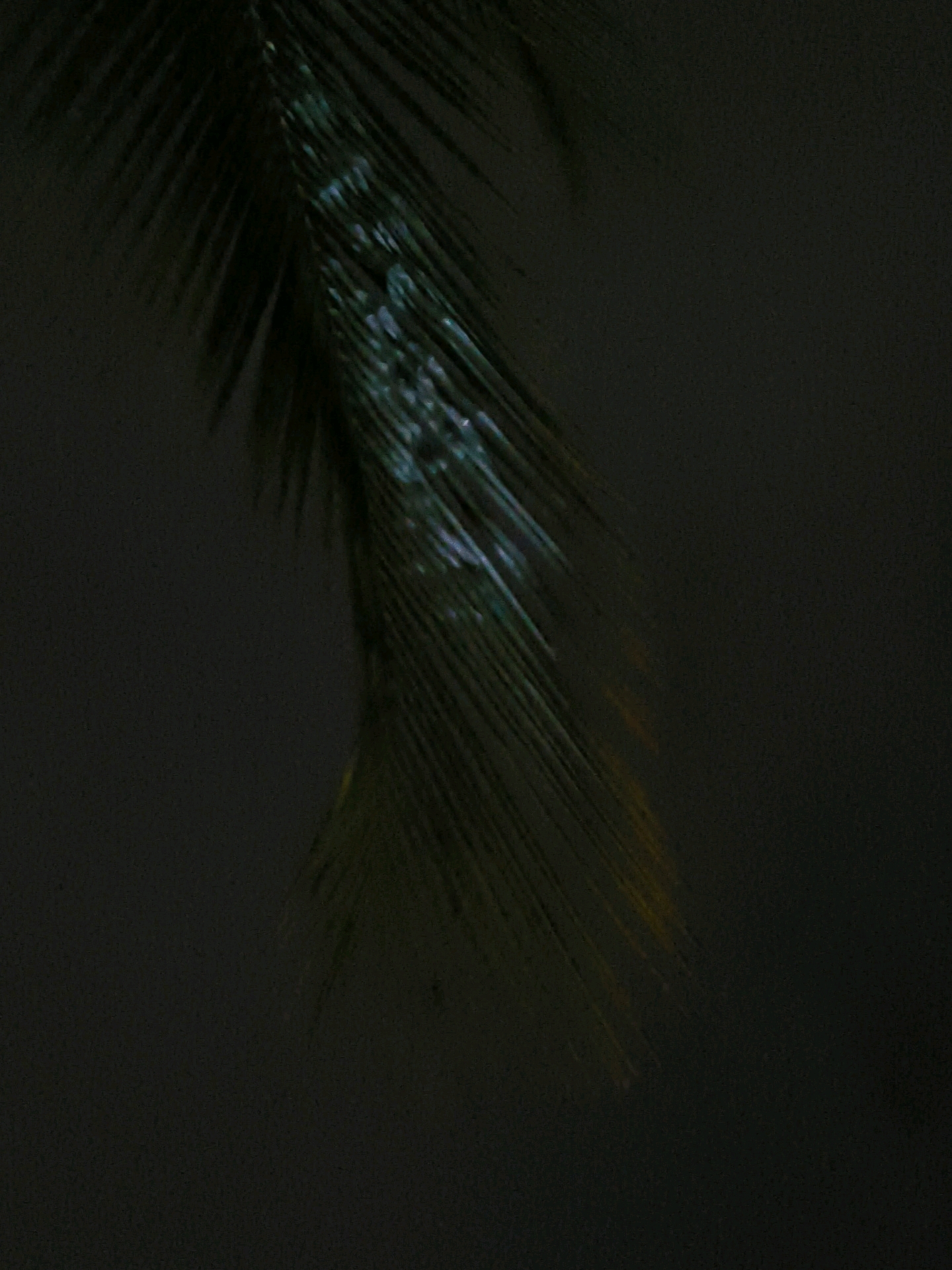 The image shows a close-up of a dark green palm frond against a dark, out-of-focus background. The frond is angled from the top left to the bottom right of the frame, with individual leaflets visible. Some leaflets appear to have light reflections or water droplets on them, creating small bright spots. The overall lighting is dim, suggesting it may have been taken at night or in low-light conditions. There are no people or specific city landmarks visible in the image.