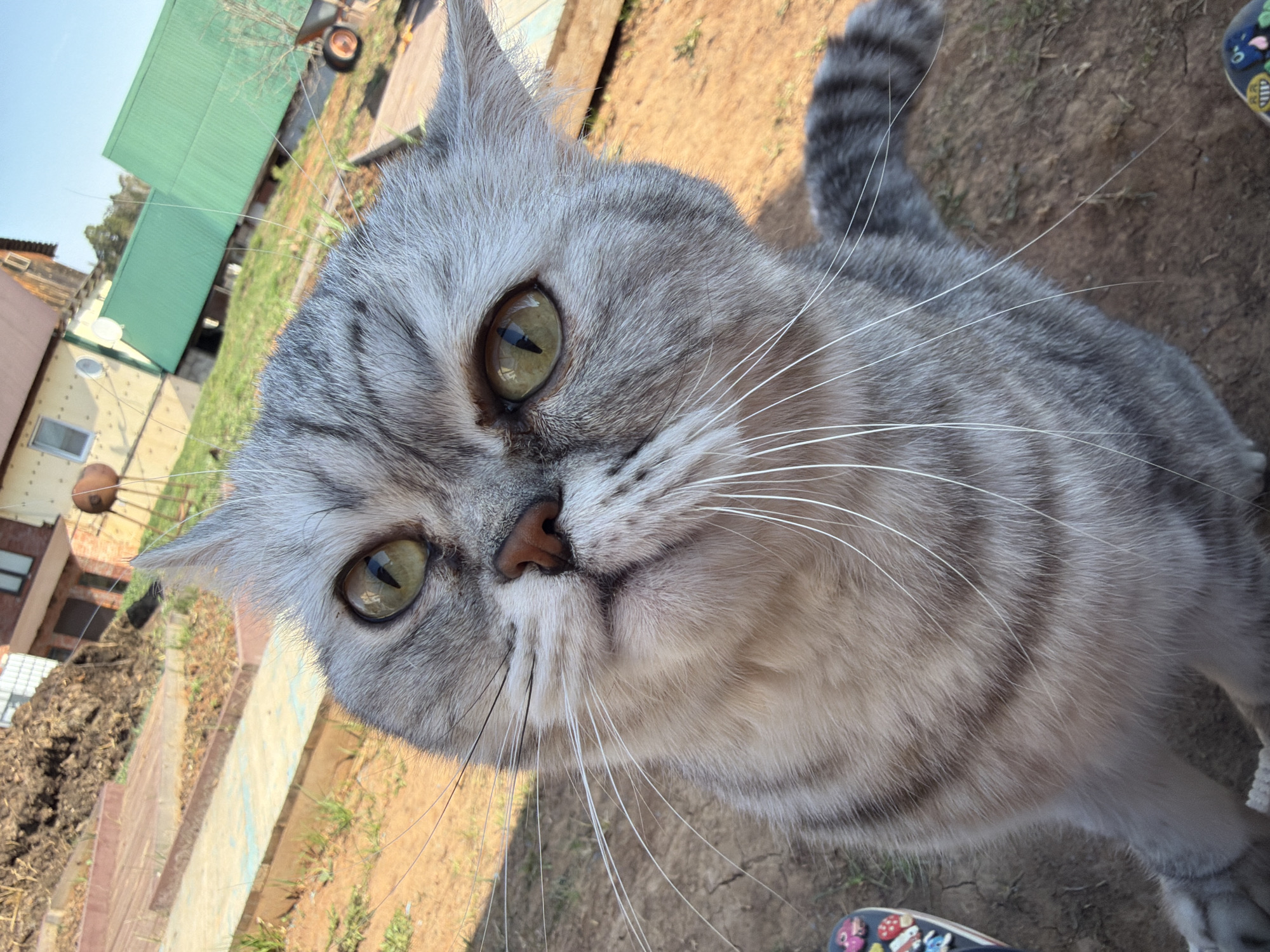 A close-up, slightly angled, outdoor shot depicts a grey tabby cat with yellow-green eyes, facing the camera. The cat's whiskers are prominent and mostly white. The background includes a building with a light yellow wall and a green roof, a patch of dirt with some grass, and part of a bricked area. Based on geolocation analysis, the location is in Chaikovsky, Russia.