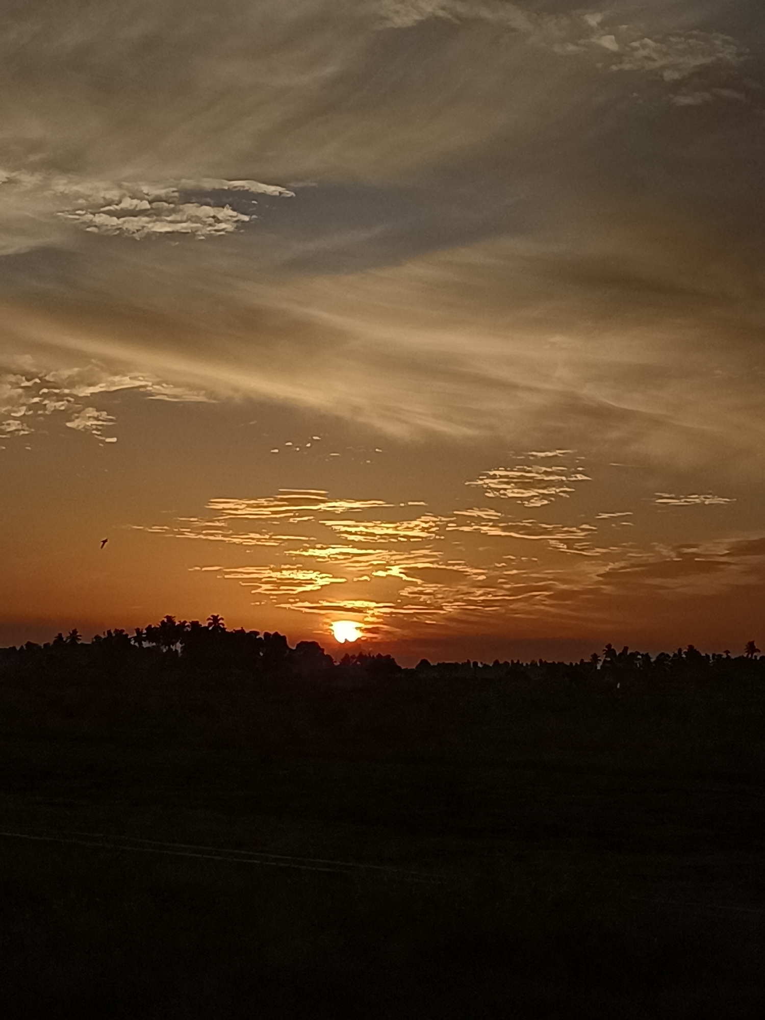 The image depicts a silhouette of a tree line against a sunset sky in Meunasah Raya, Indonesia. The sky is filled with wispy clouds, tinted orange and yellow from the setting sun, which is partially obscured by the horizon. The foreground is dark, showing the outlines of trees and vegetation. A small bird can be seen flying in the sky on the left side of the image. The scene is serene and natural, characteristic of a rural landscape at dusk.
