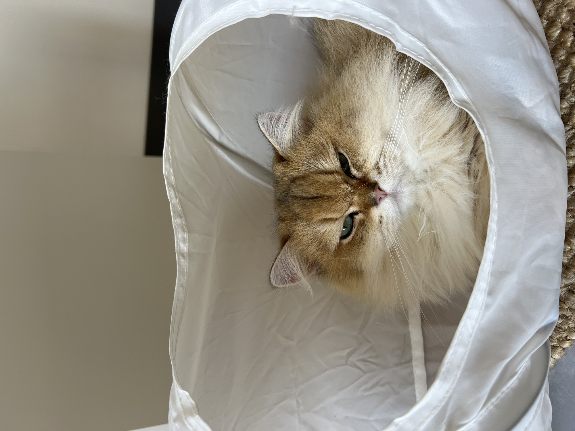 A golden Persian cat with green eyes is lying inside a white fabric tunnel. The cat's face is partially obscured by its long fur, but its grumpy expression is visible. The tunnel is made of a crinkled white material and is propped open. The background is blurred, but appears to be an indoor setting with a plain wall. The lighting is soft and natural. The image is taken from a slightly elevated angle, looking down into the tunnel. There is no indication of the cat's location in Aksu, Turkey or any other city.