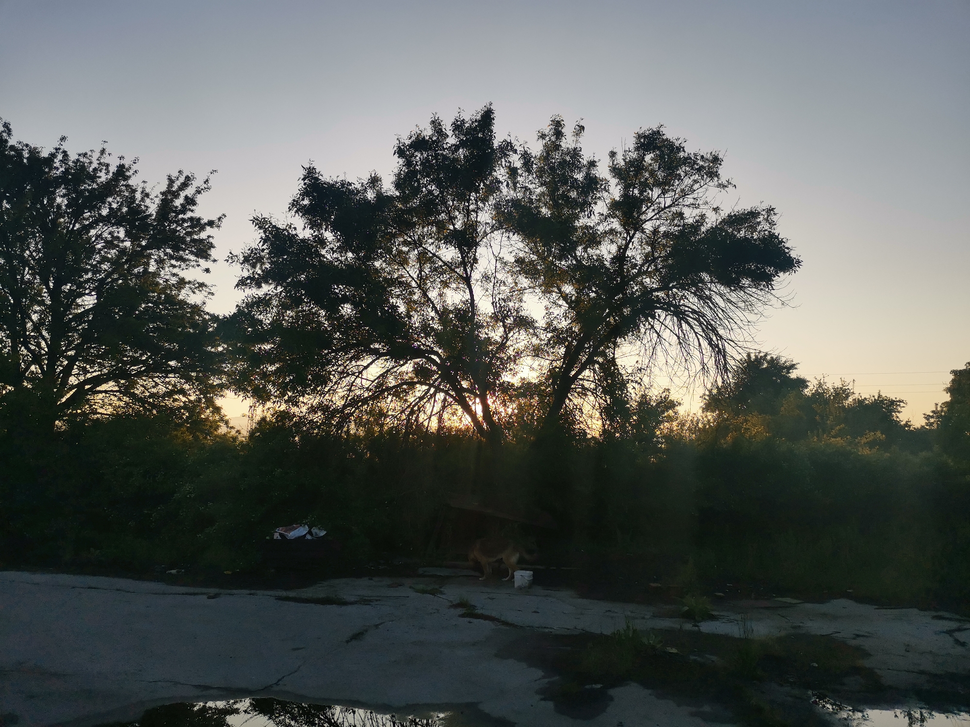 The image depicts an outdoor scene at either sunrise or sunset, characterized by low, warm light silhouetting the foreground elements against a pale, gradient sky. The upper sky is a light blue-gray, transitioning to a soft golden-orange hue near the horizon, where the sun's rays are seen bursting through the dense foliage of trees.
The central subject is a large, leafy tree with its branches and leaves silhouetted. To the left, another tree is partially visible. The ground in the foreground appears to be paved, possibly concrete or asphalt, showing cracks and several puddles that reflect the sky and trees. Beneath the main tree, in the middle ground, a small, makeshift wooden structure or shed is partially visible, appearing dark due to the backlighting. Near this structure, a light-colored dog is standing beside a white bucket or container, suggesting it might be drinking or eating. Further to the left, near a dense patch of bushes, some discarded white objects, possibly plastic bags or litter, are visible. The entire mid-ground is filled with dark, dense bushes and foliage. In the far distance on the right, faint power lines or cables can be discerned above the treeline.
The overall atmosphere is quiet and somewhat serene, despite the presence of litter. The time of day creates a dramatic lighting effect, emphasizing silhouettes and reflections. The scene takes place in an area of Zhivkovo, Bulgaria, possibly a rural or neglected edge of the village. There is no visible text in the image.