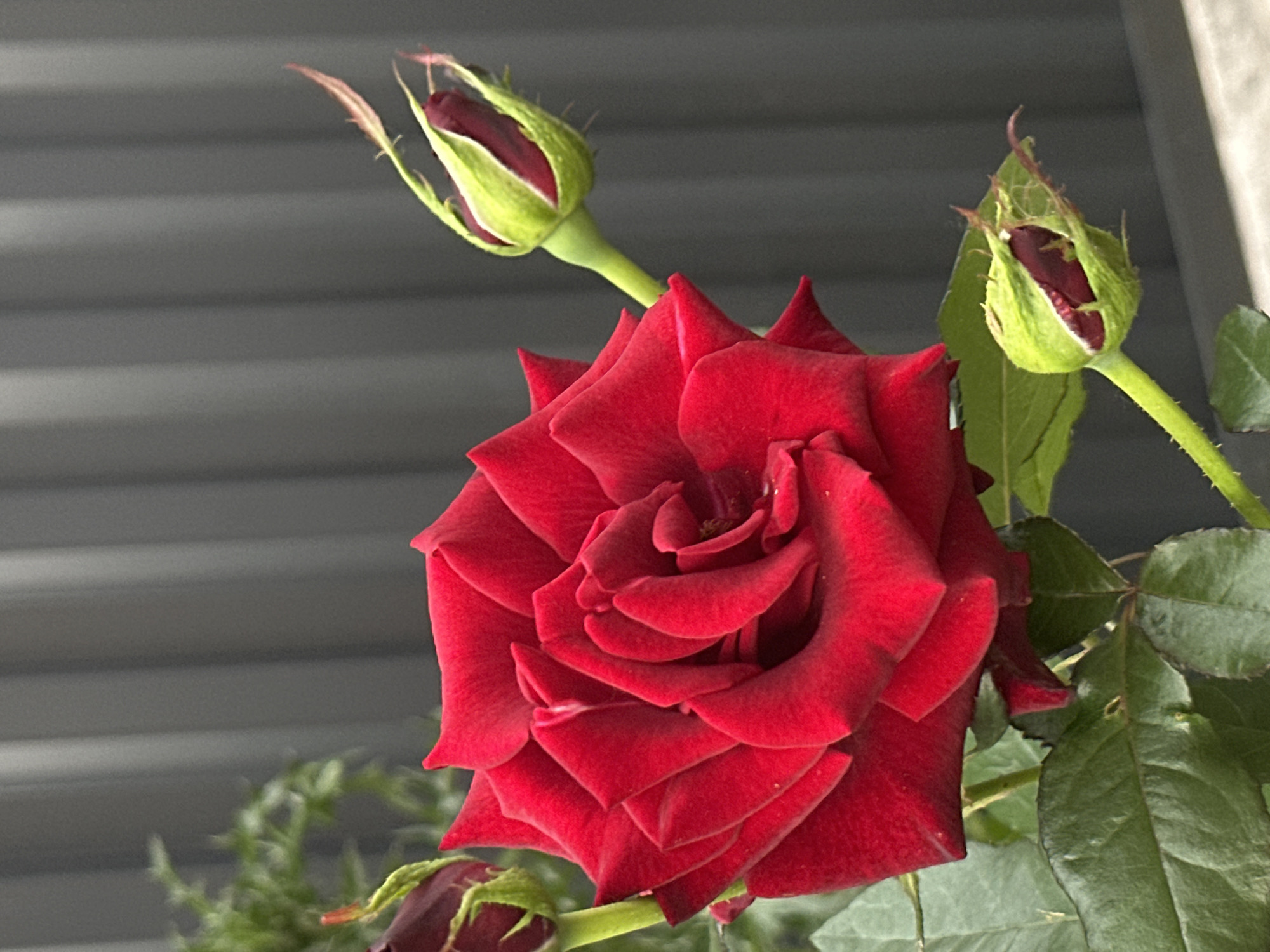 A close-up shot showcases a vibrant red rose in full bloom, its velvety petals tightly layered in a mesmerizing spiral. Surrounding the central bloom are several rosebuds in various stages of development, some still tightly furled in their green sepals, others just beginning to unfurl, revealing hints of deep red. The rose's stem is adorned with lush green leaves, some showing slight serrations along their edges. The background is a softly blurred dark gray, textured with horizontal lines, suggesting a structure like siding or blinds. The lighting appears soft, possibly indicating an overcast day or shade, casting gentle shadows and highlighting the rich color of the rose. The overall mood is one of natural beauty and anticipation, as the buds promise future blooms. The image is captured at eye level, focusing the viewer's attention on the intricate details of the rose. No text is visible. The setting, Kokshetau, Kazakhstan, implies a temperate climate where roses are likely grown outdoors, perhaps in a garden or on a balcony.