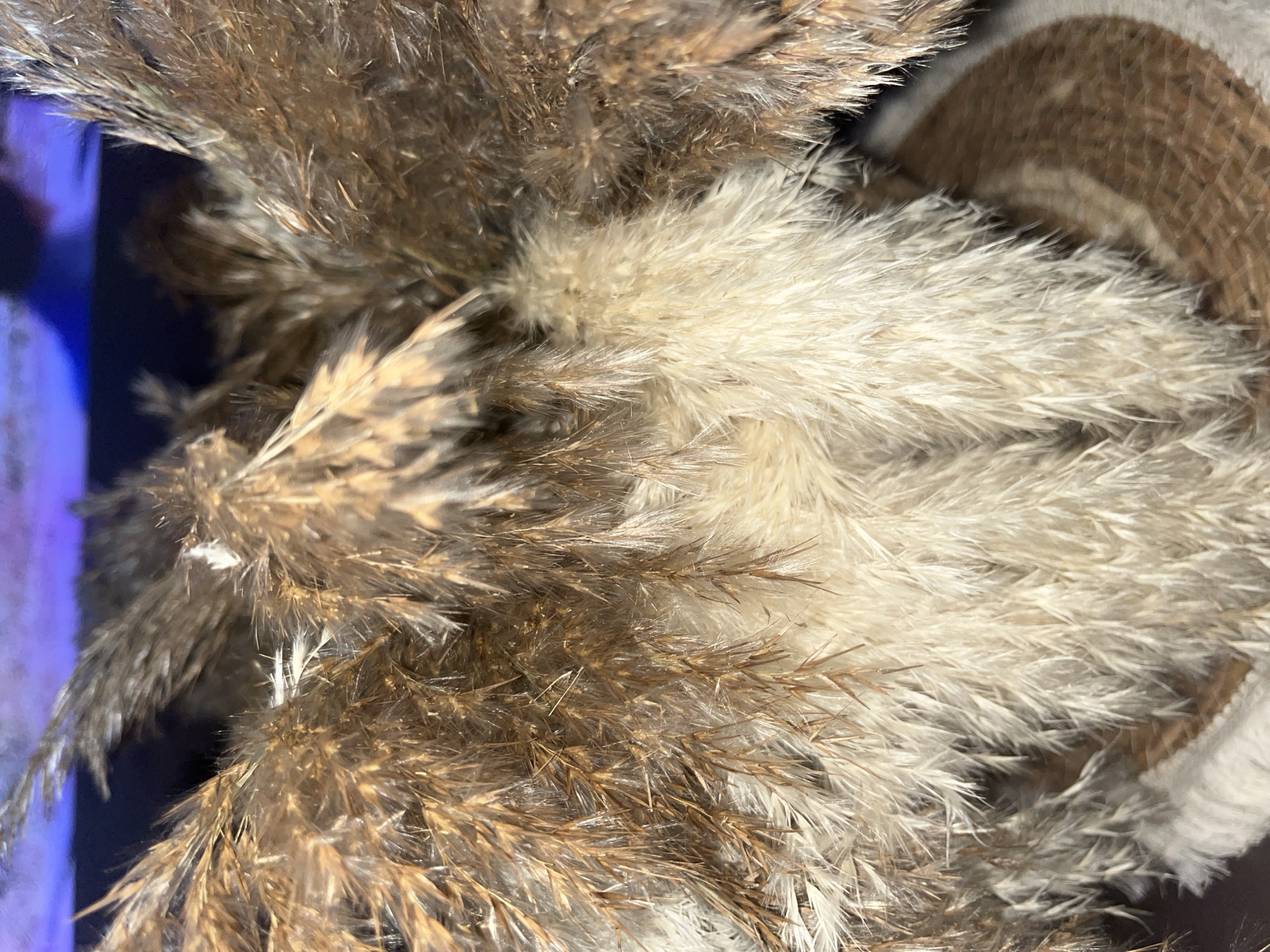 The image is a close-up, overhead view of a dried floral arrangement, likely pampas grass, placed in a woven basket. The grasses are a mix of light beige and dark brown, with feathery plumes. The background shows a blurred purple and dark blue light source, possibly a screen or decorative lighting. There are no people or visible actions. The location in ตำบลเกาะพะงัน, Thailand, is not discernible from the image itself, as there are no landmarks or context provided.