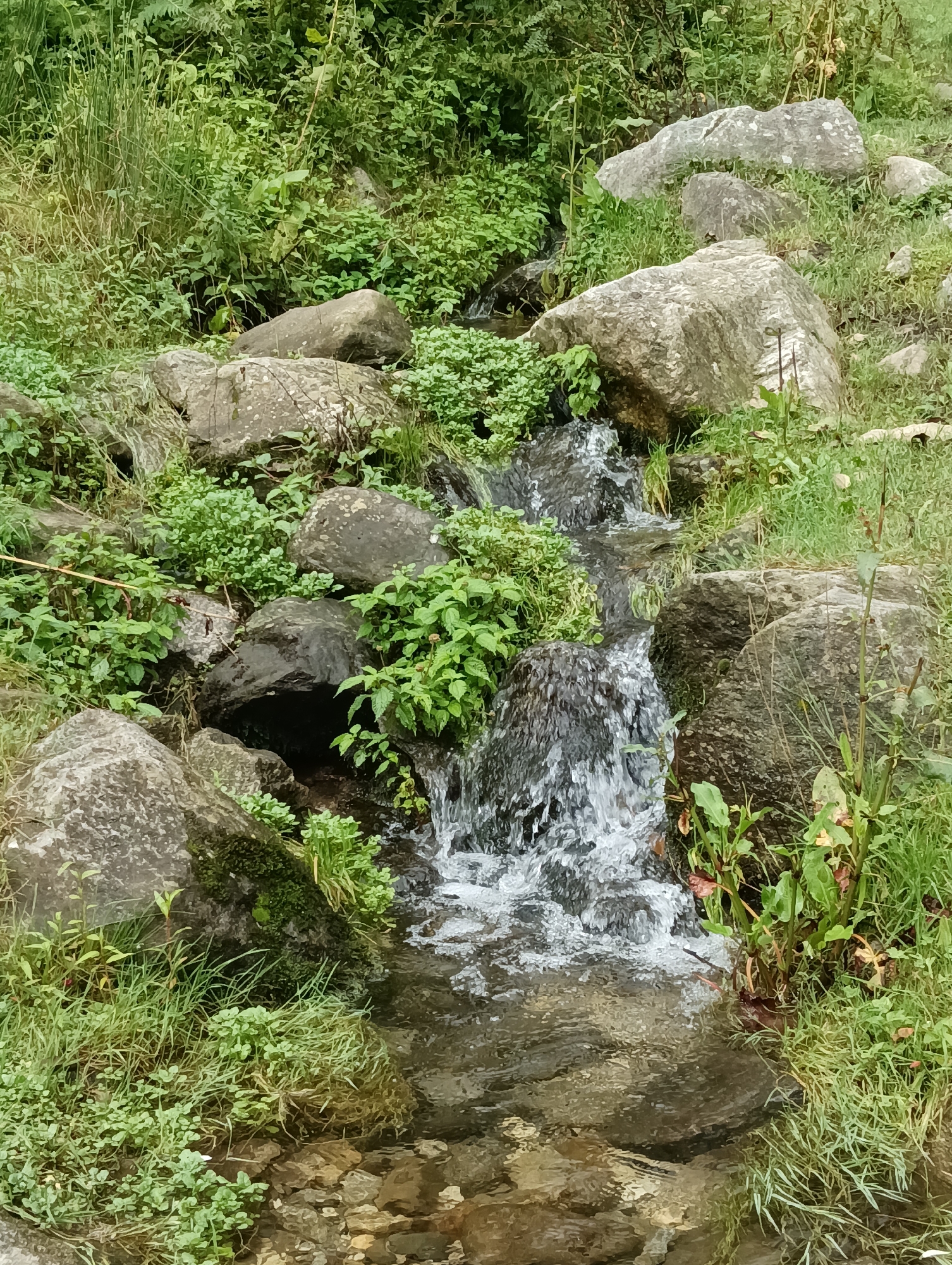 The image depicts a natural scene of a stream flowing over rocks surrounded by lush green vegetation and tall grass. Several large, grey stones are visible, some partially submerged in the water or embedded in the grassy banks. The water is clear and appears to be moving rapidly, creating a small cascade in the foreground. The foliage is dense and varied, suggesting a wild, untamed environment. The overall impression is one of a serene, natural landscape. The location is identified as Chhyal, India.